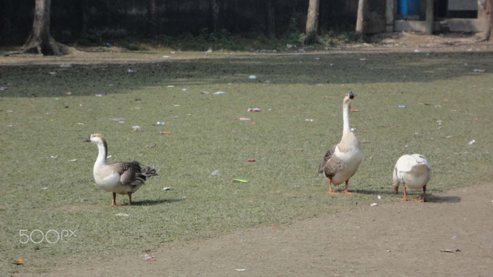 Sony Cyber-shot DSC-W570 sample photo. Duck photography