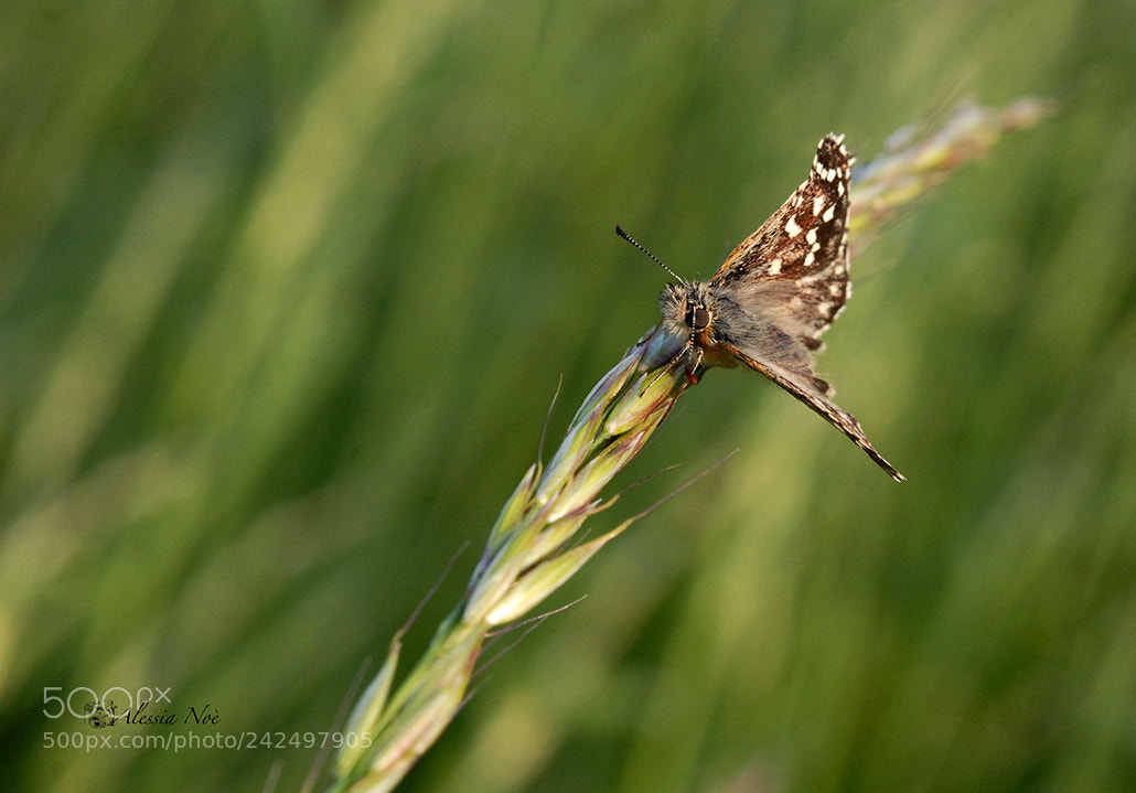 Nikon D200 sample photo. Little butterfly photography