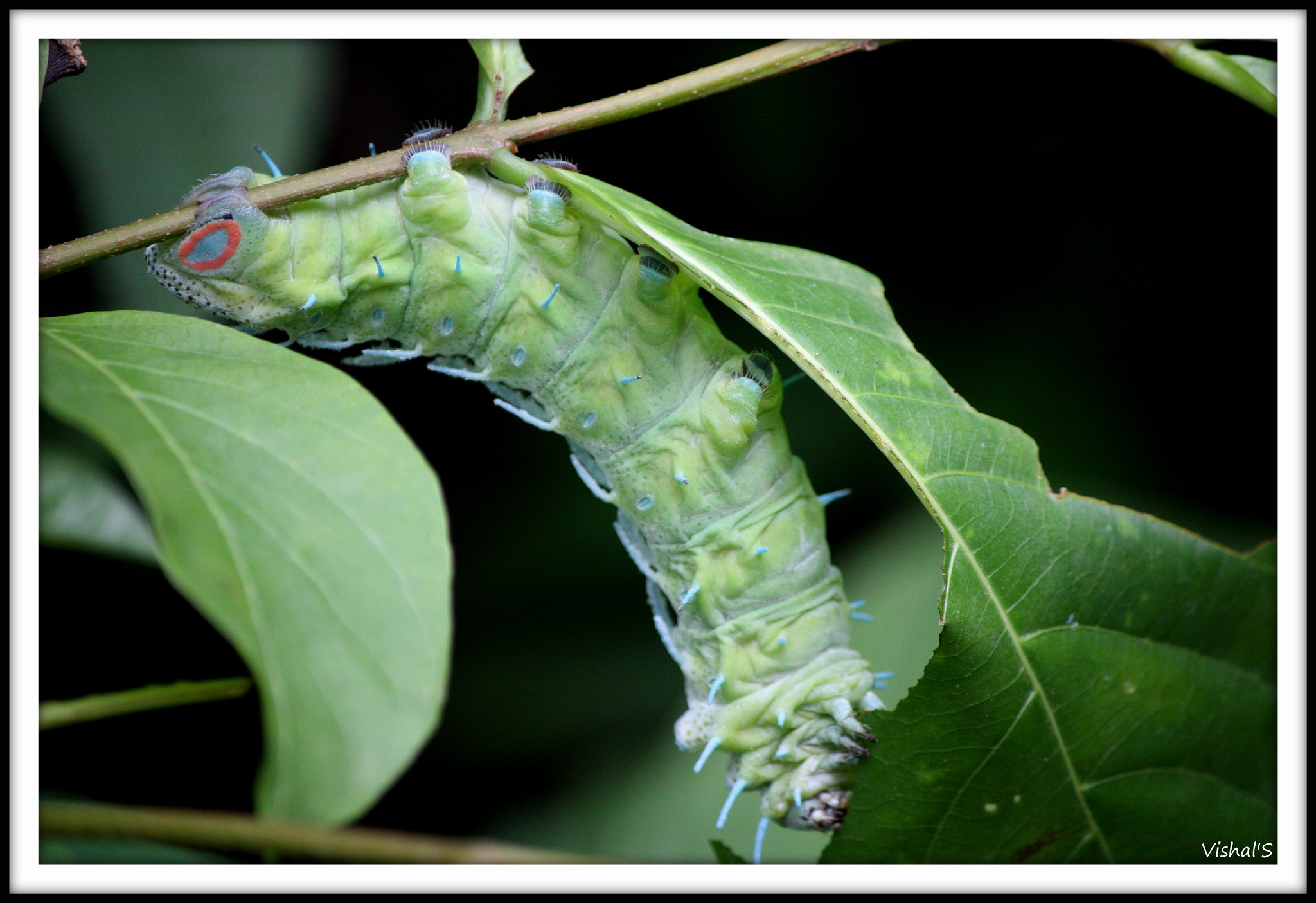 Canon EF-S 55-250mm F4-5.6 IS sample photo. Transformation journey photography