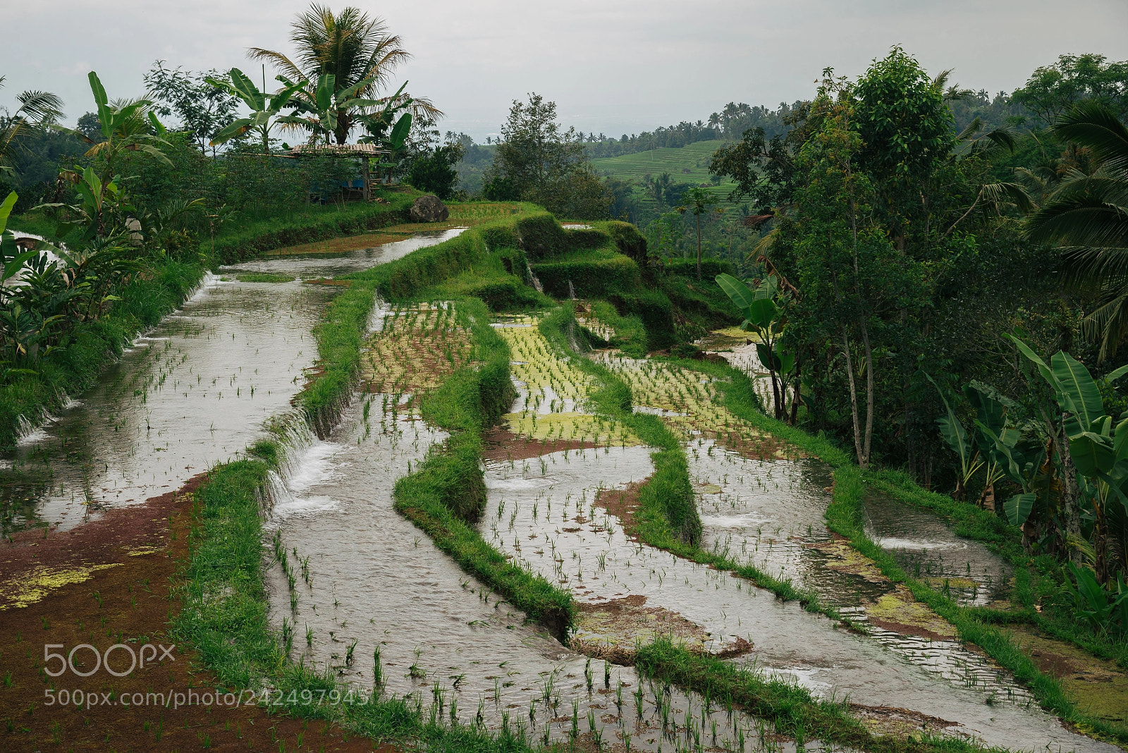 Nikon D600 sample photo. Rice paddies near jatiluwih photography