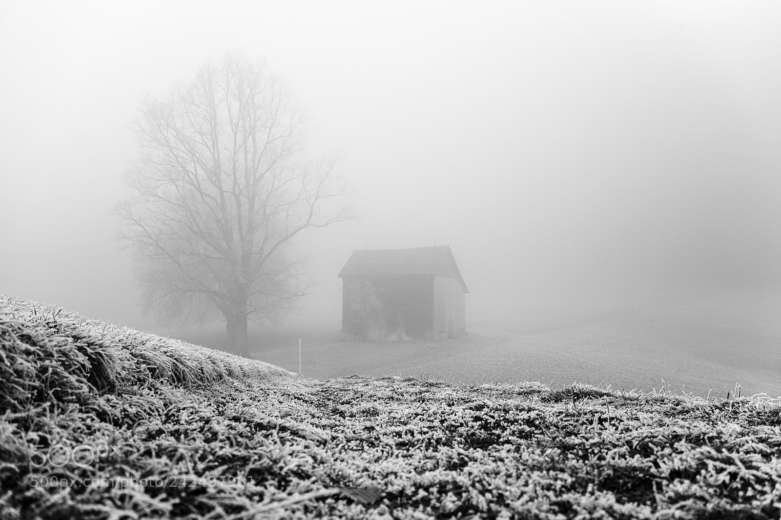Sony a7 II sample photo. Foggy b schu g photography