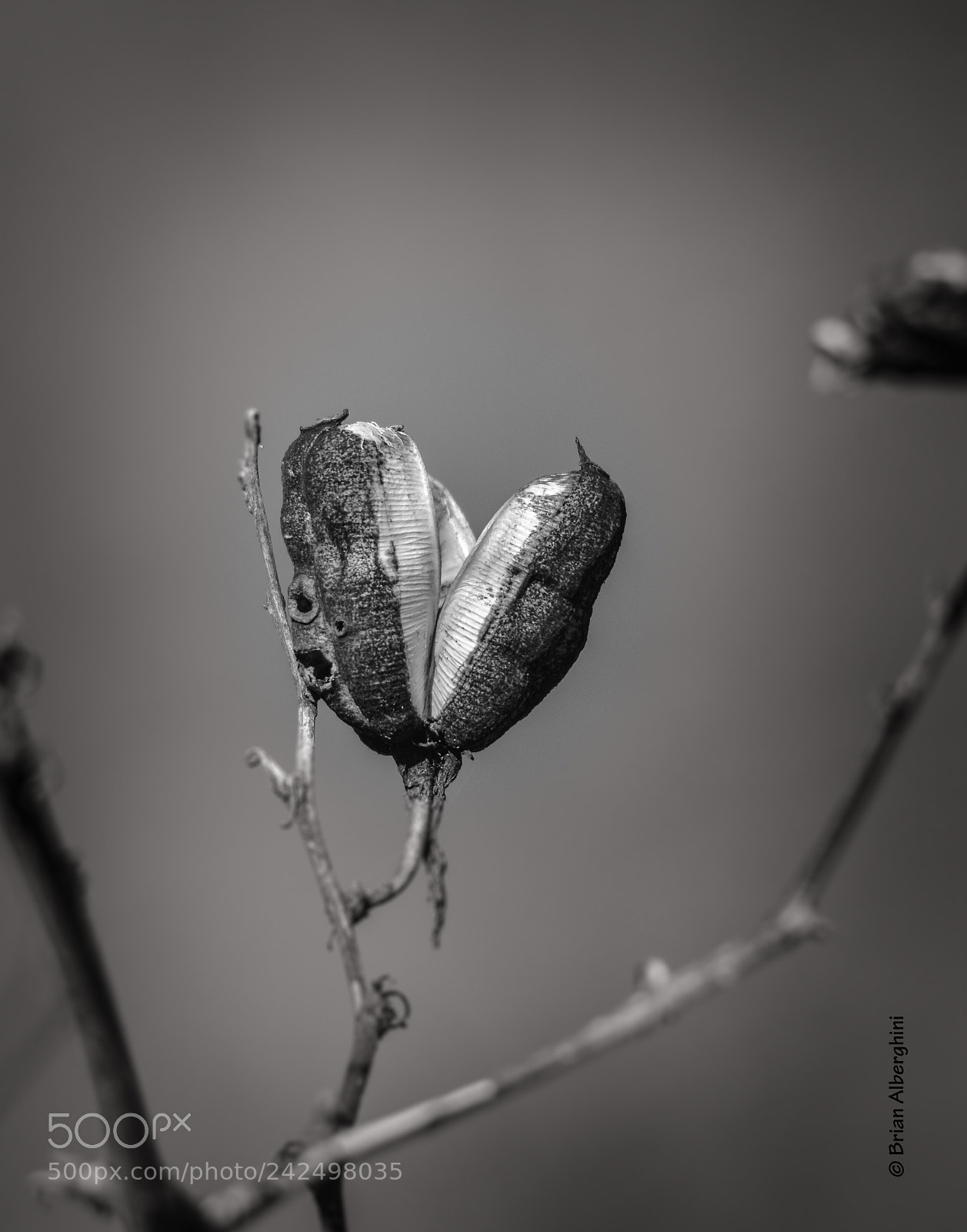Nikon D7100 sample photo. Winter food photography