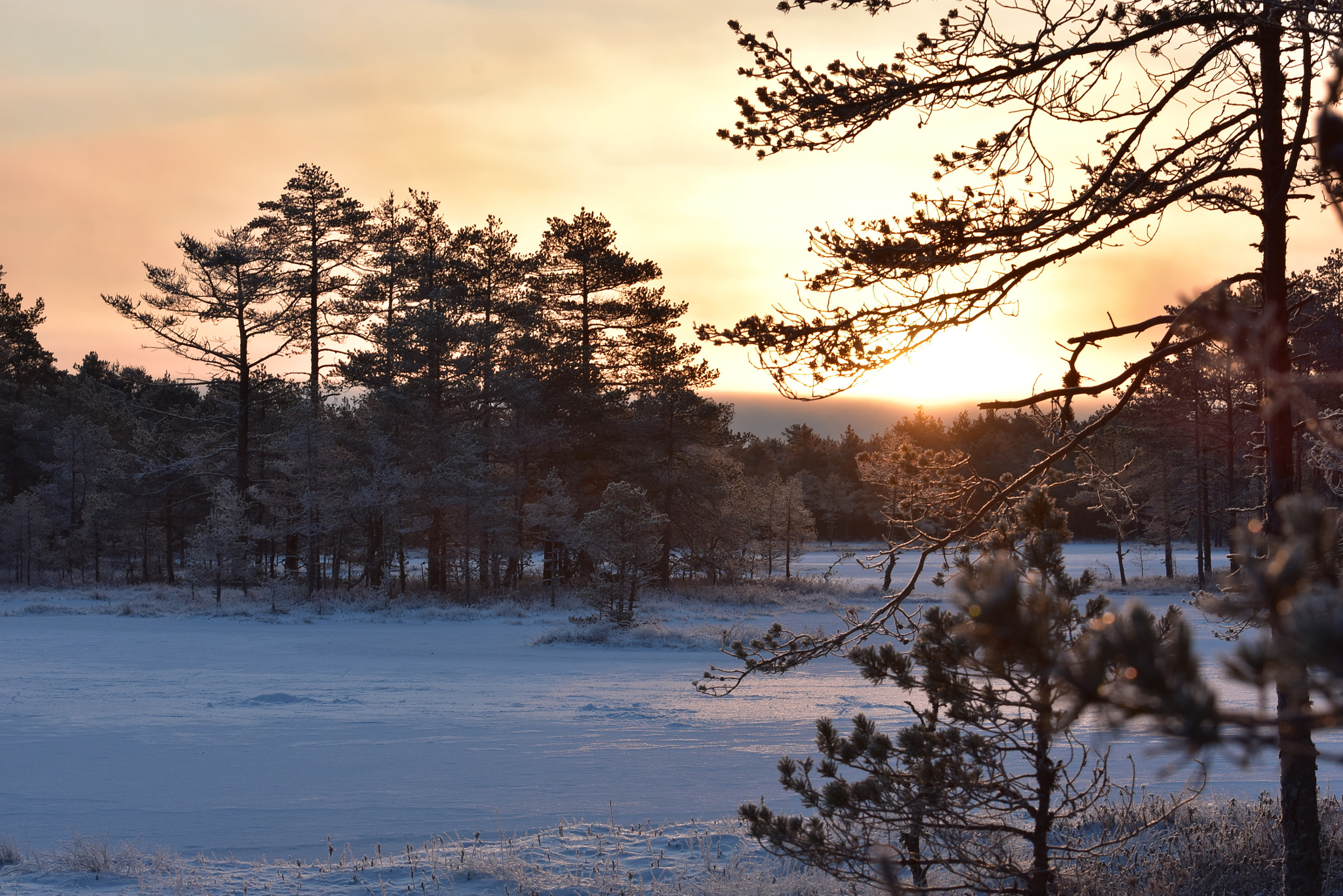 Nikon AF-S Nikkor 70-200mm F2.8G ED VR II sample photo. Hommik kõrvemaal! photography