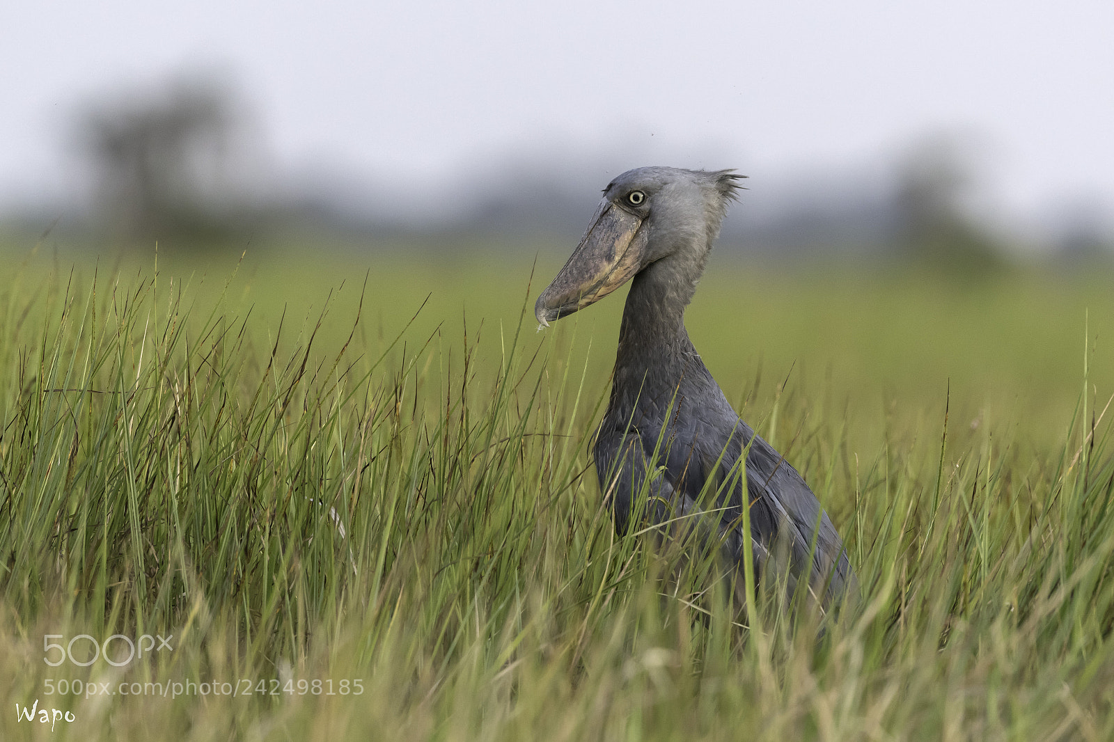 Nikon D500 sample photo. Shoebill in the evening. photography