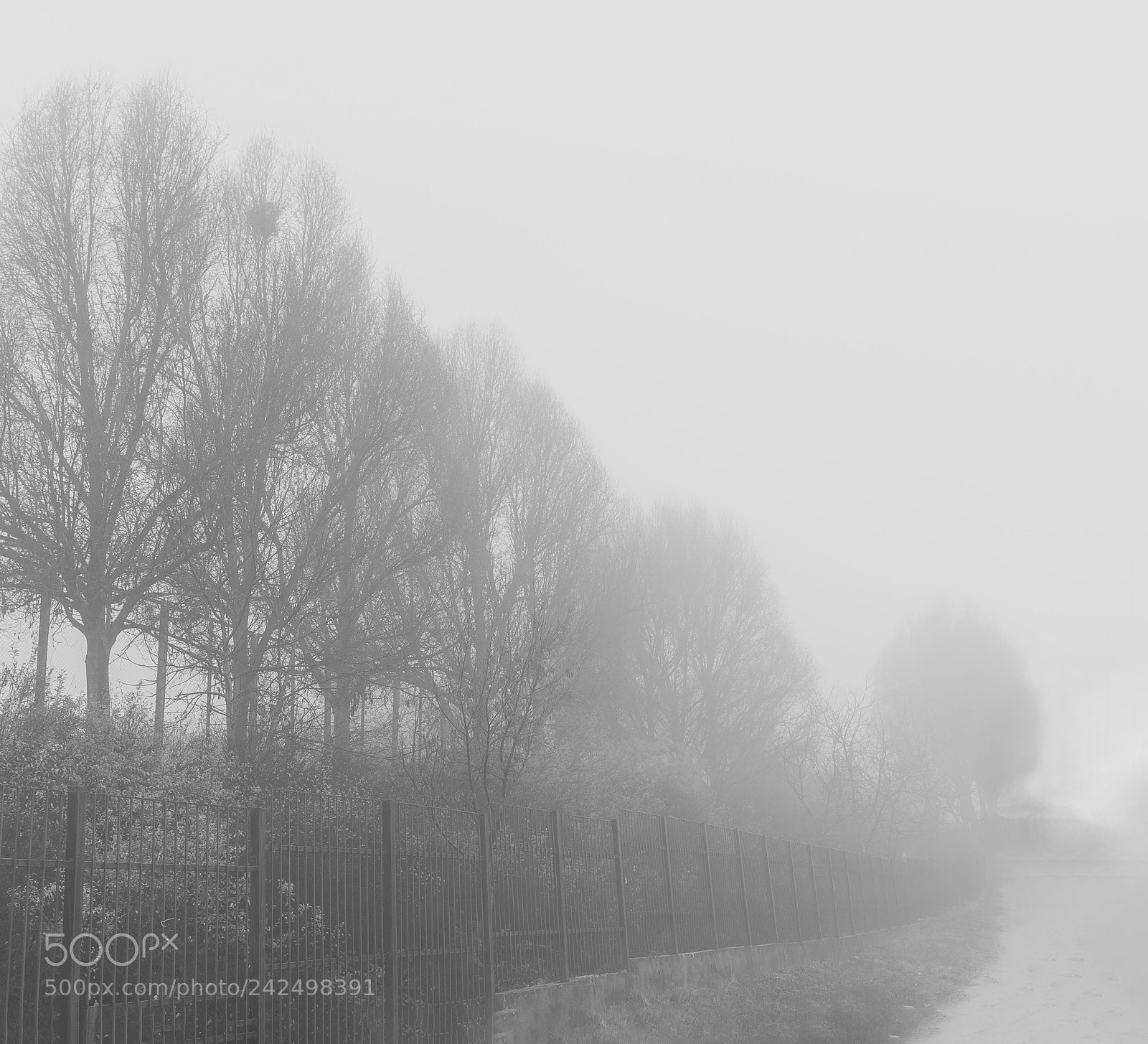 Canon EOS-1D X Mark II sample photo. Foggy morning photography
