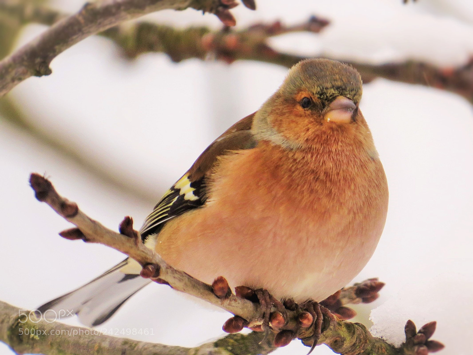 Canon PowerShot SX50 HS sample photo. Chaffinch in the winter () photography