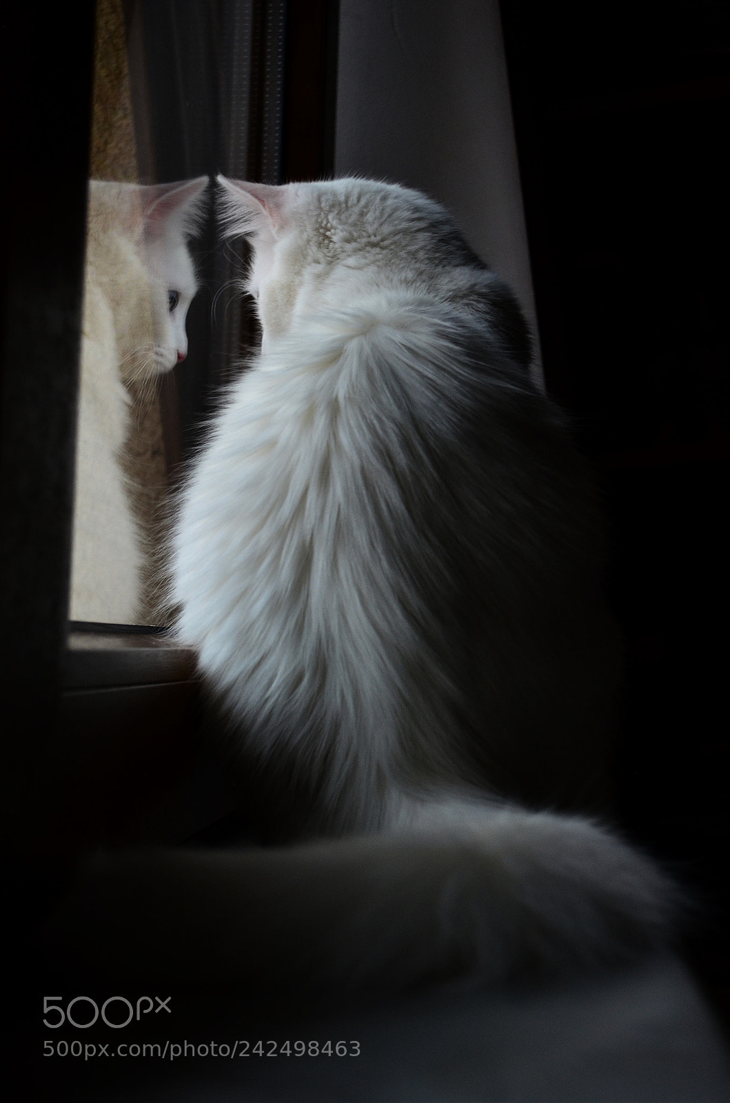 Nikon D5100 sample photo. Dreams photography