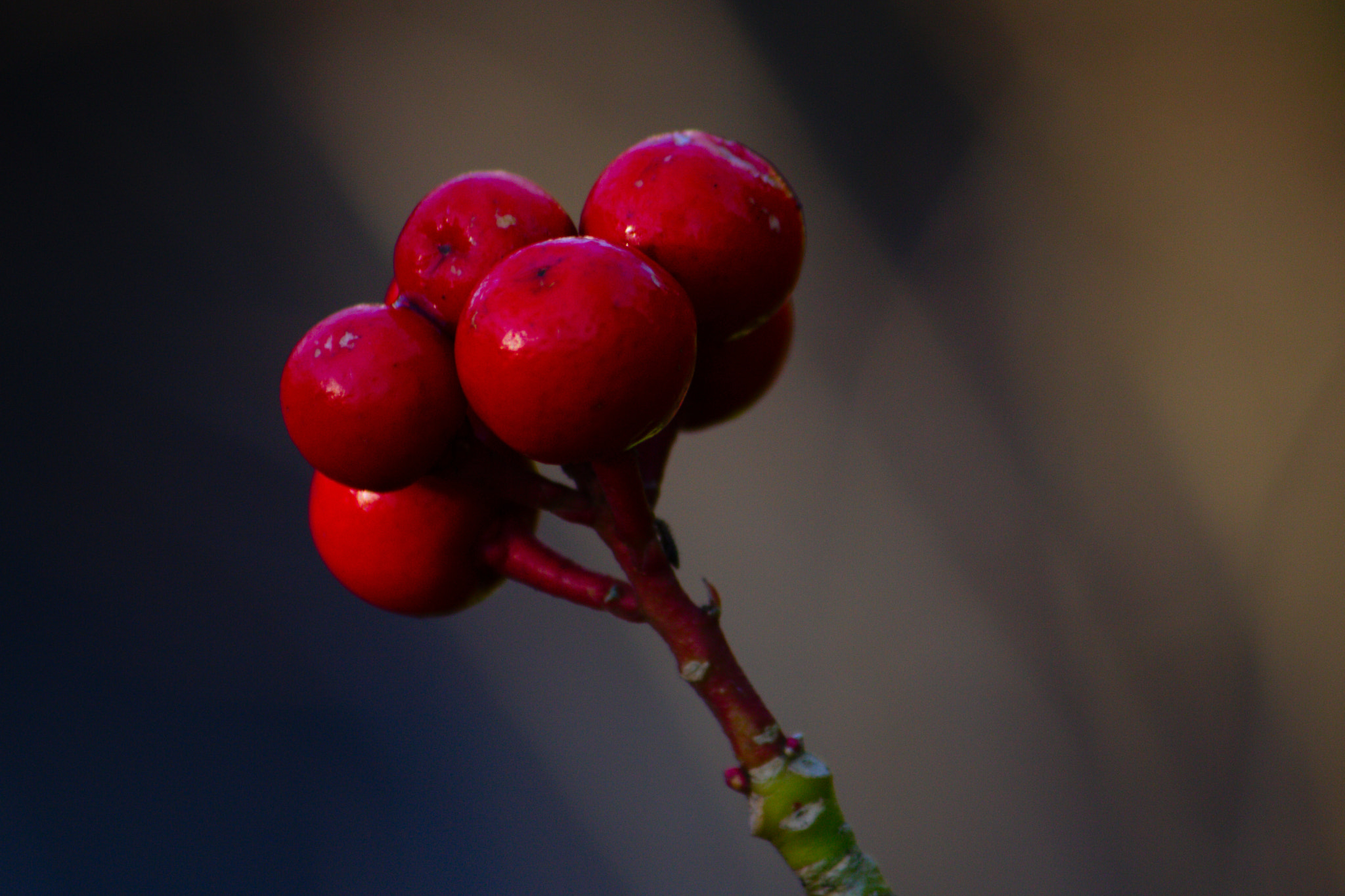 Canon EF-S 55-250mm F4-5.6 IS II sample photo. Red... photography