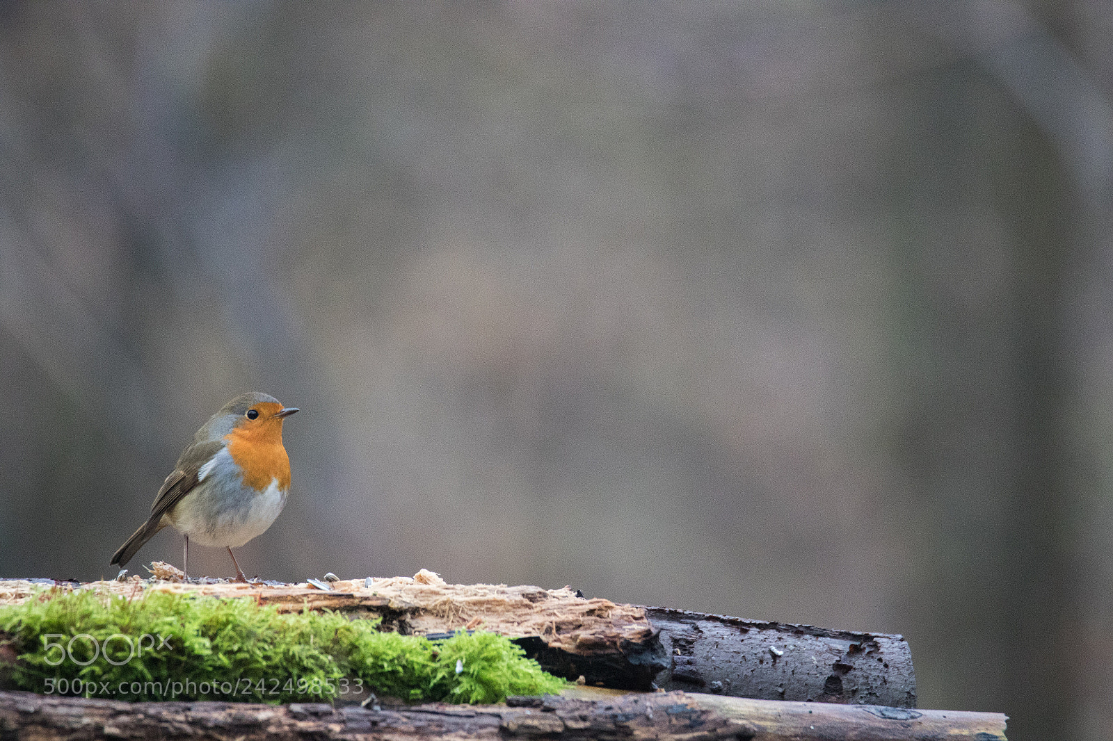 Canon EOS 7D Mark II sample photo. Robin photography
