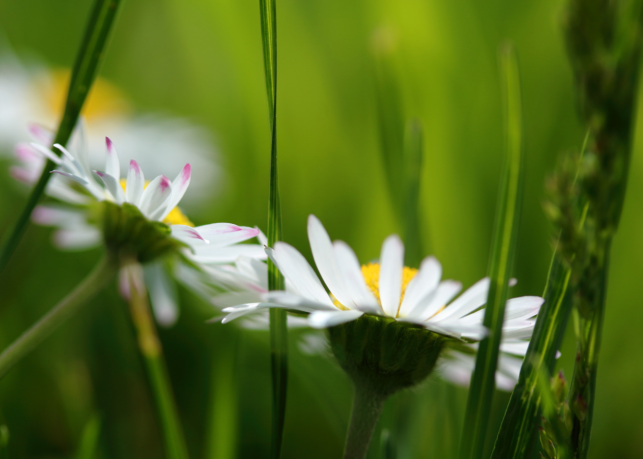 Canon EF-S 60mm F2.8 Macro USM sample photo. Sisterhood photography