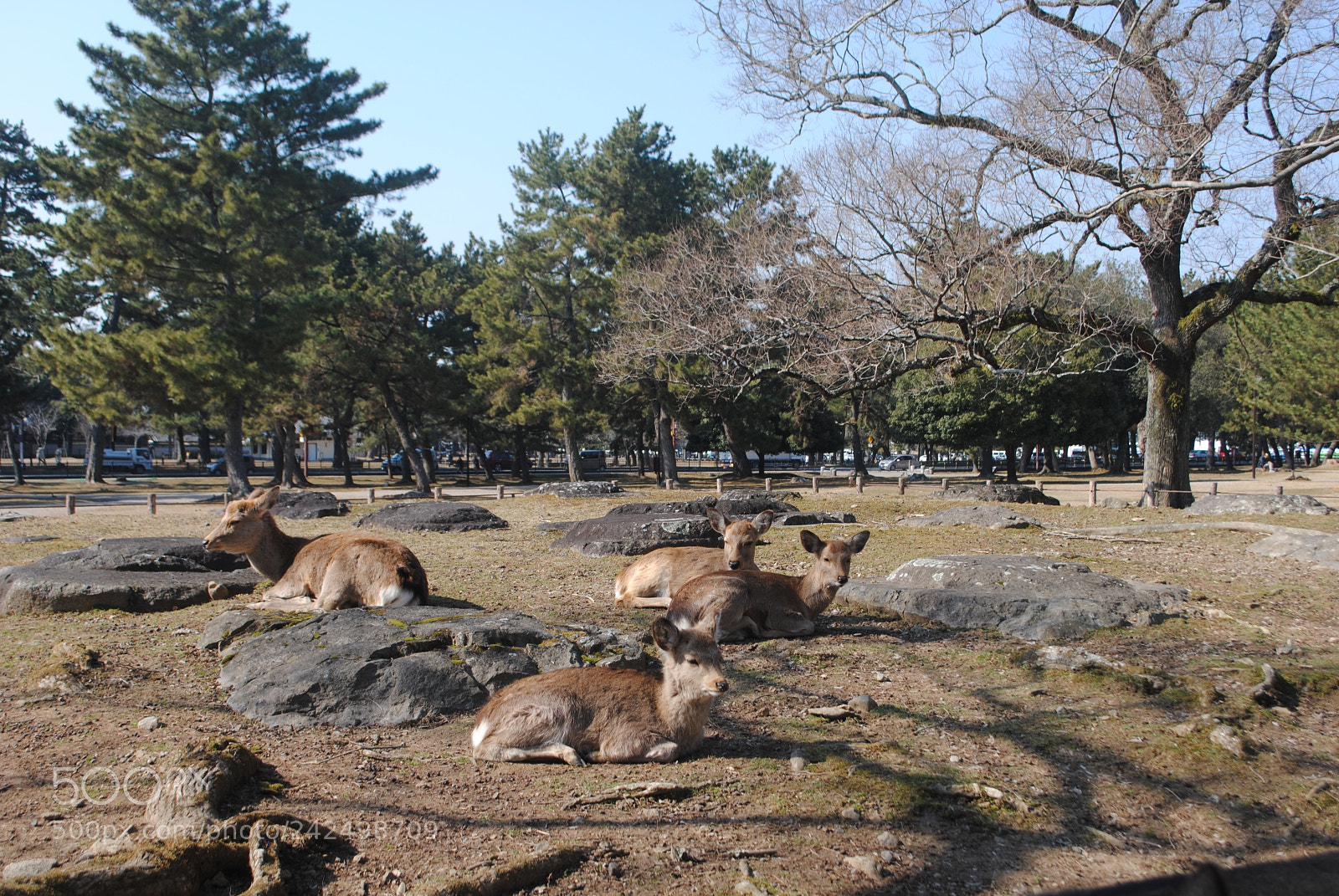 Nikon D3000 sample photo. Nara park photography