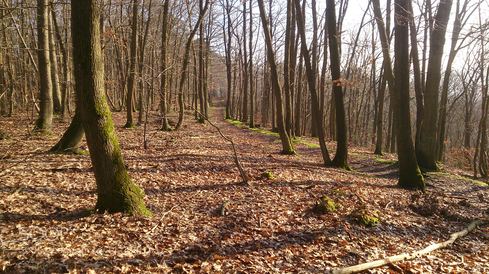 Sony Xperia Z sample photo. Chemin fesant photography