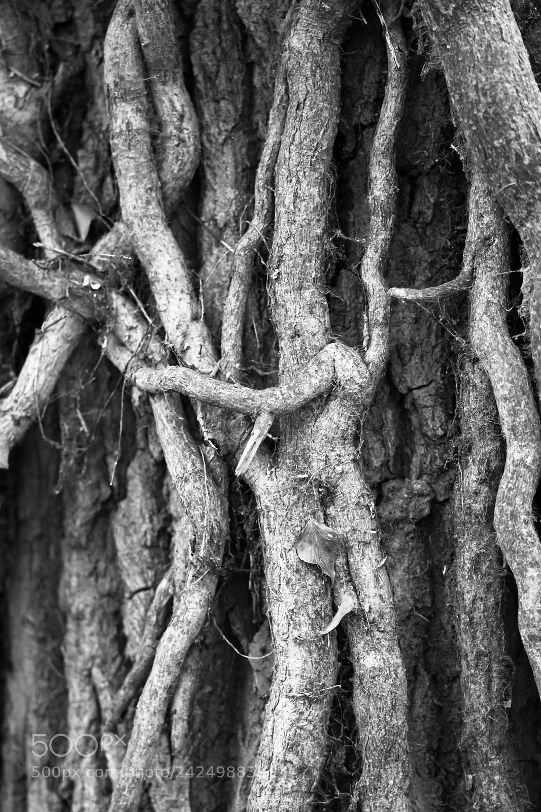 Sony a6500 sample photo. Root landscape photography