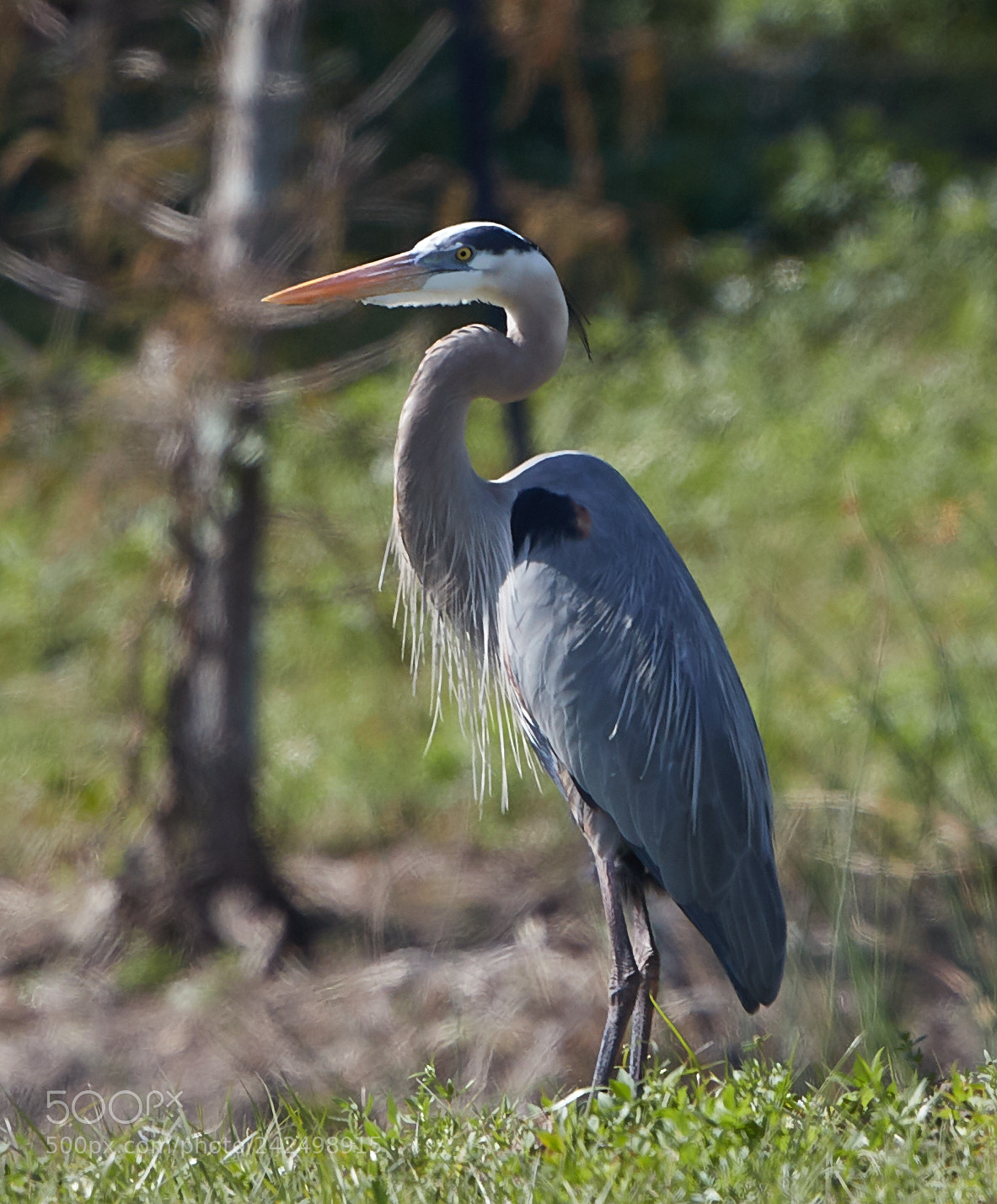Canon EOS-1D X Mark II sample photo. 01-14-18-9384.jpg photography