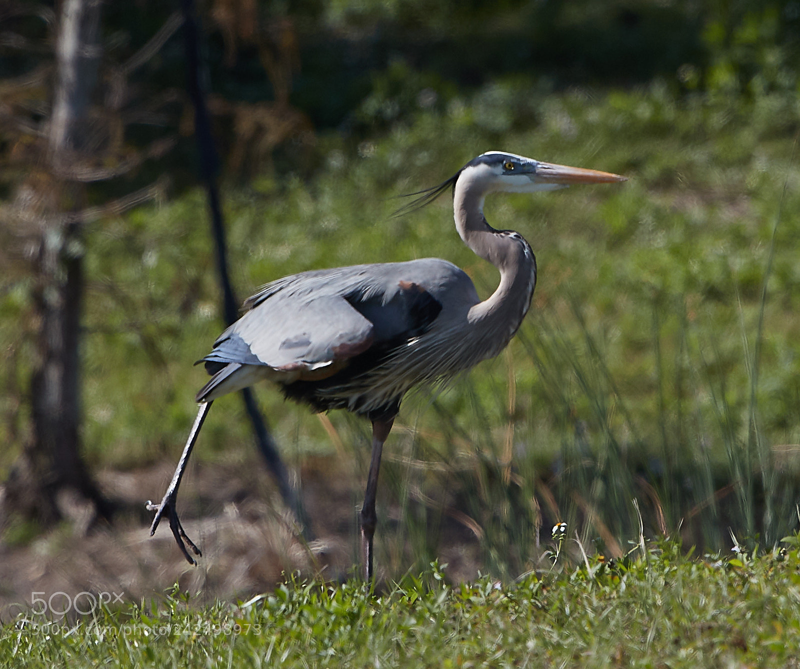 Canon EOS-1D X Mark II sample photo. 01-14-18-9379.jpg photography