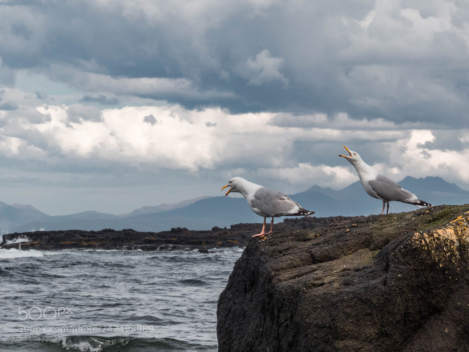 Panasonic Lumix DMC-FZ200 sample photo. Seagulls photography