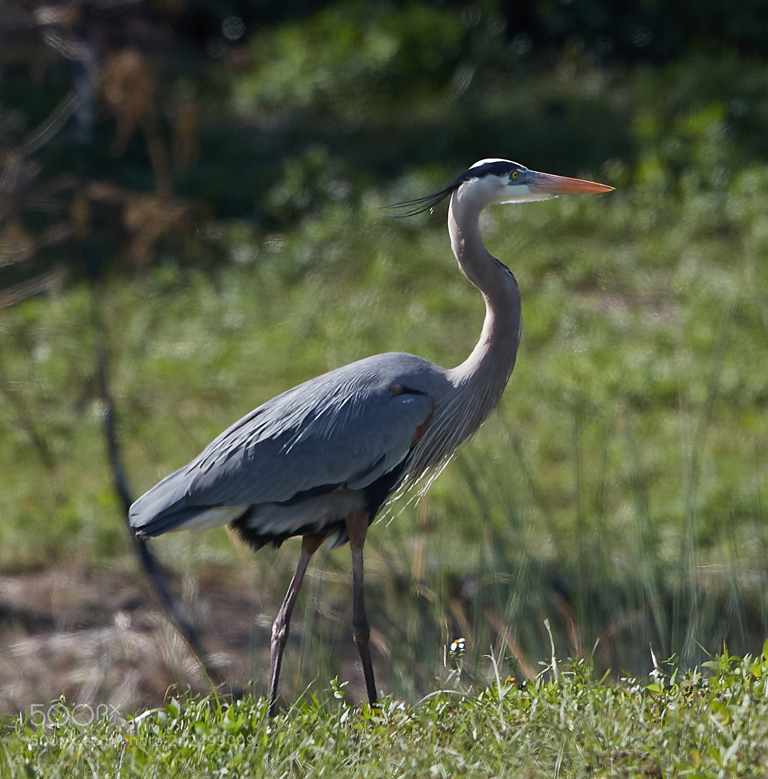 Canon EOS-1D X Mark II sample photo. 01-14-18-9375.jpg photography