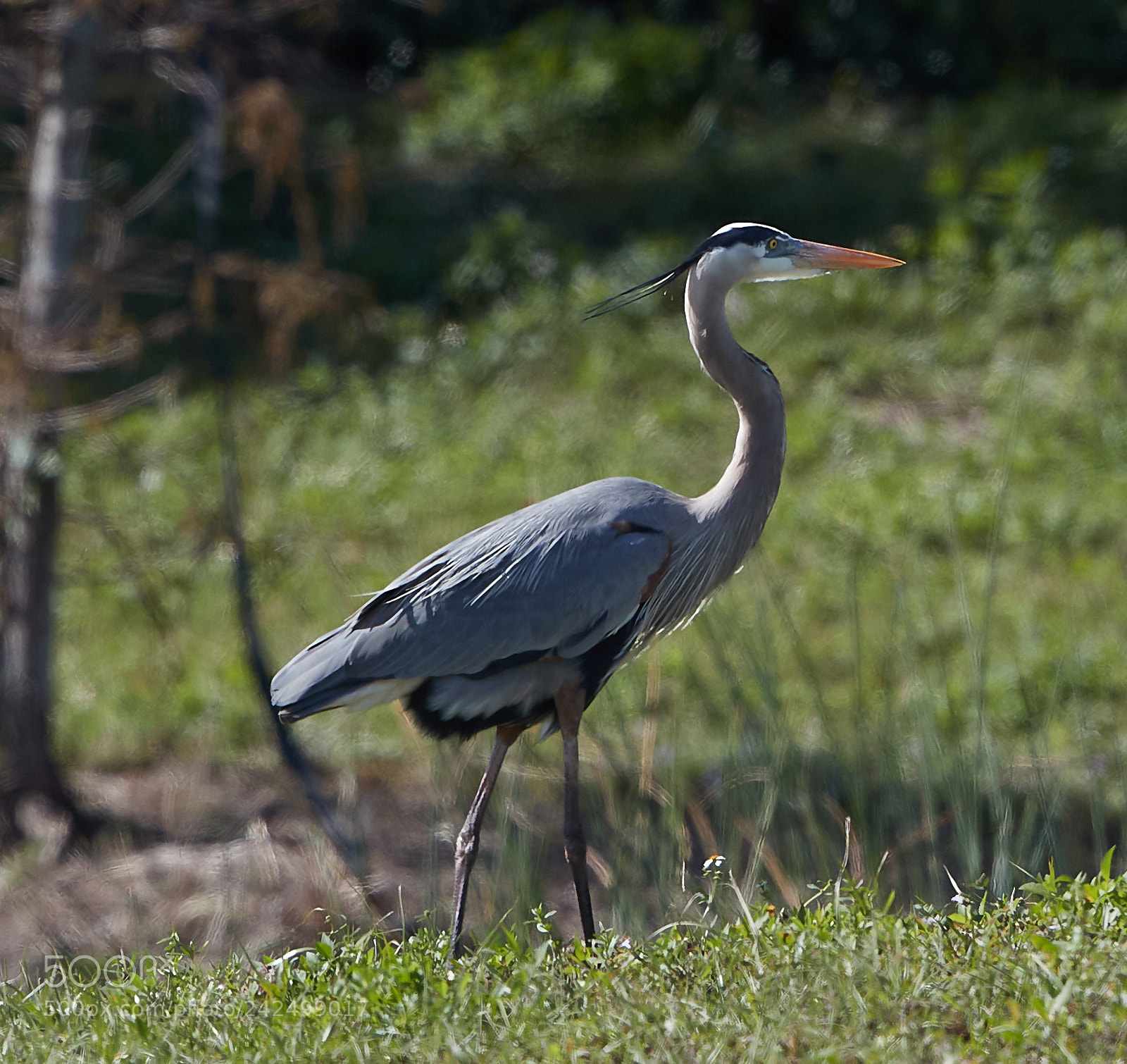 Canon EOS-1D X Mark II sample photo. 01-14-18-9374.jpg photography