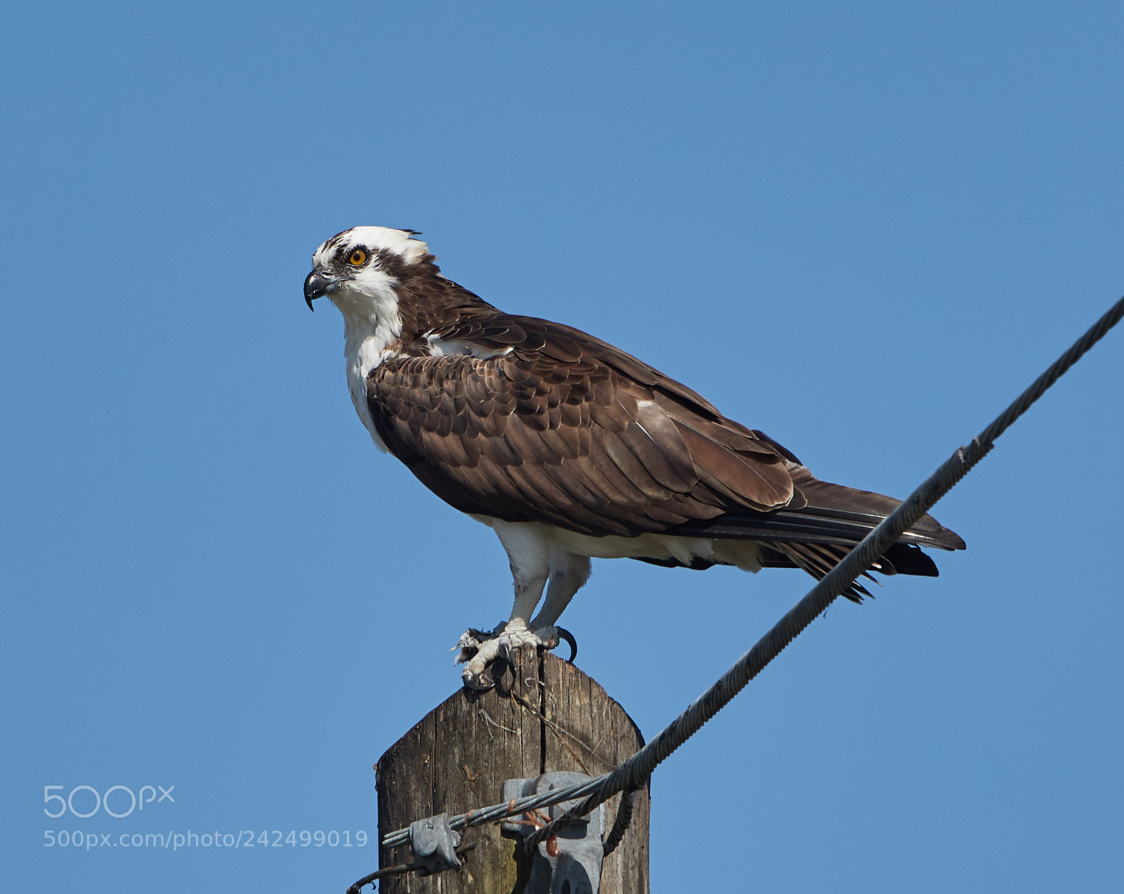 Canon EOS-1D X Mark II sample photo. 01-14-18-9372.jpg photography