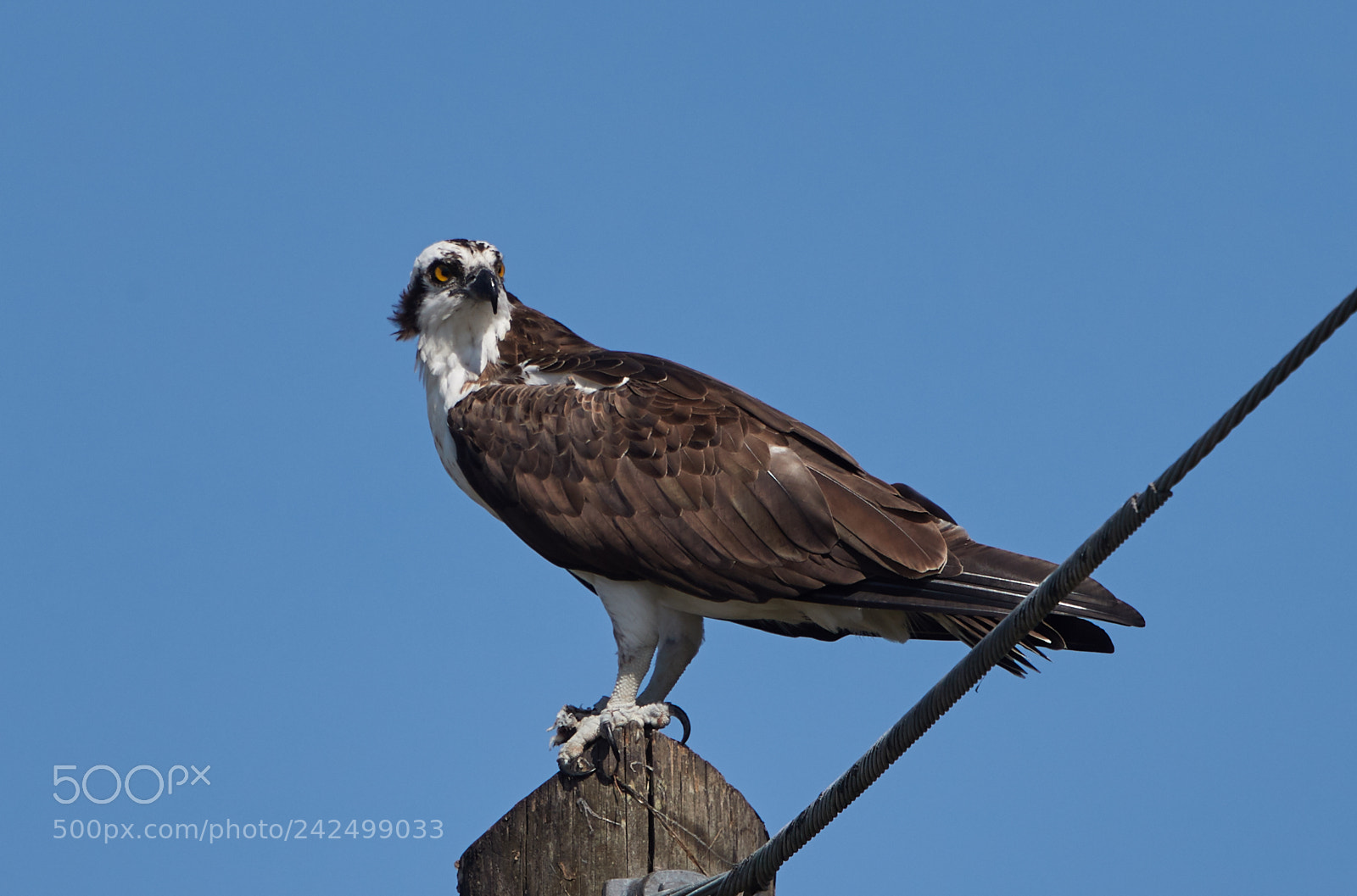 Canon EOS-1D X Mark II sample photo. 01-14-18-9369.jpg photography