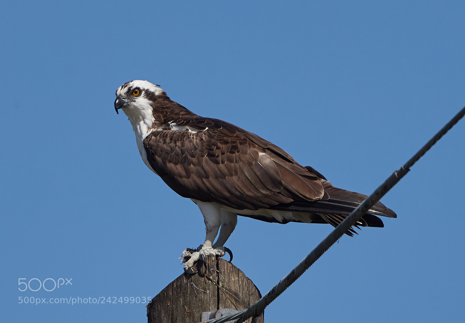 Canon EOS-1D X Mark II sample photo. 01-14-18-9368.jpg photography
