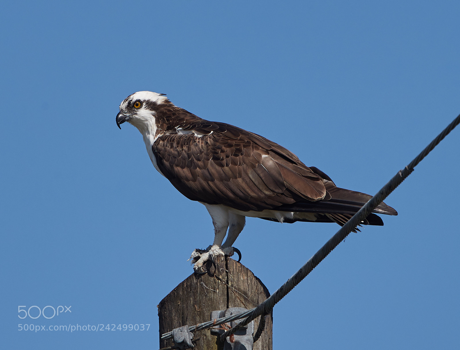 Canon EOS-1D X Mark II sample photo. 01-14-18-9367.jpg photography