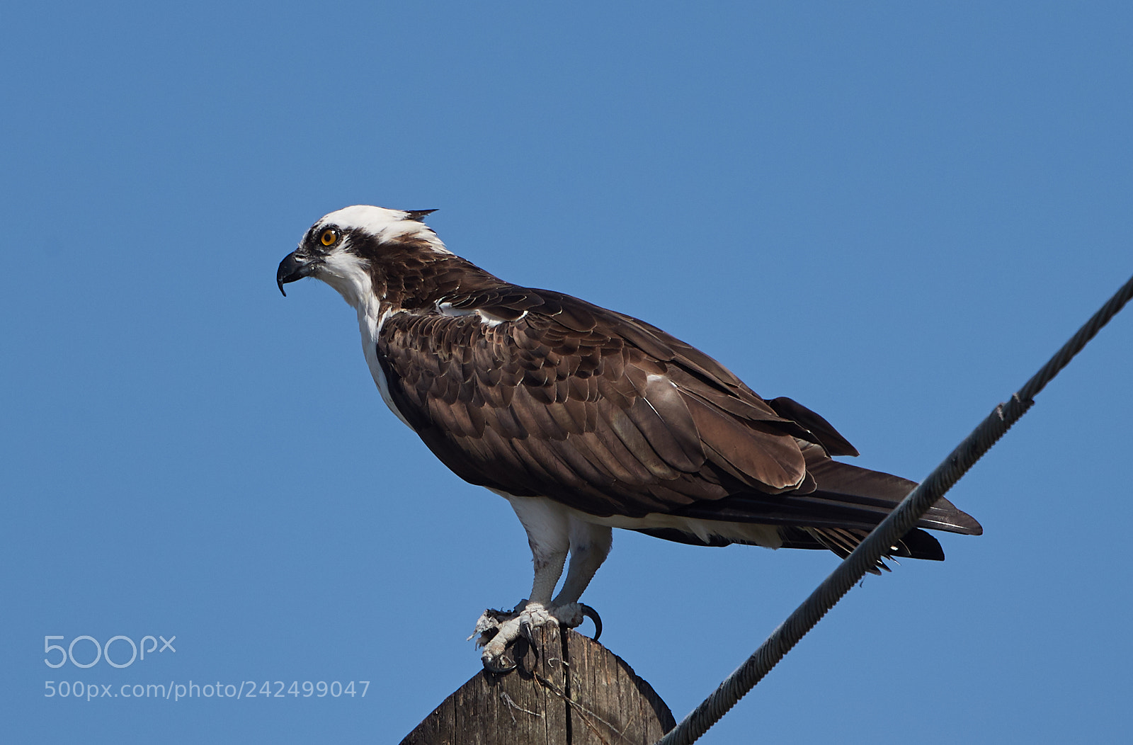 Canon EOS-1D X Mark II sample photo. 01-14-18-9366.jpg photography