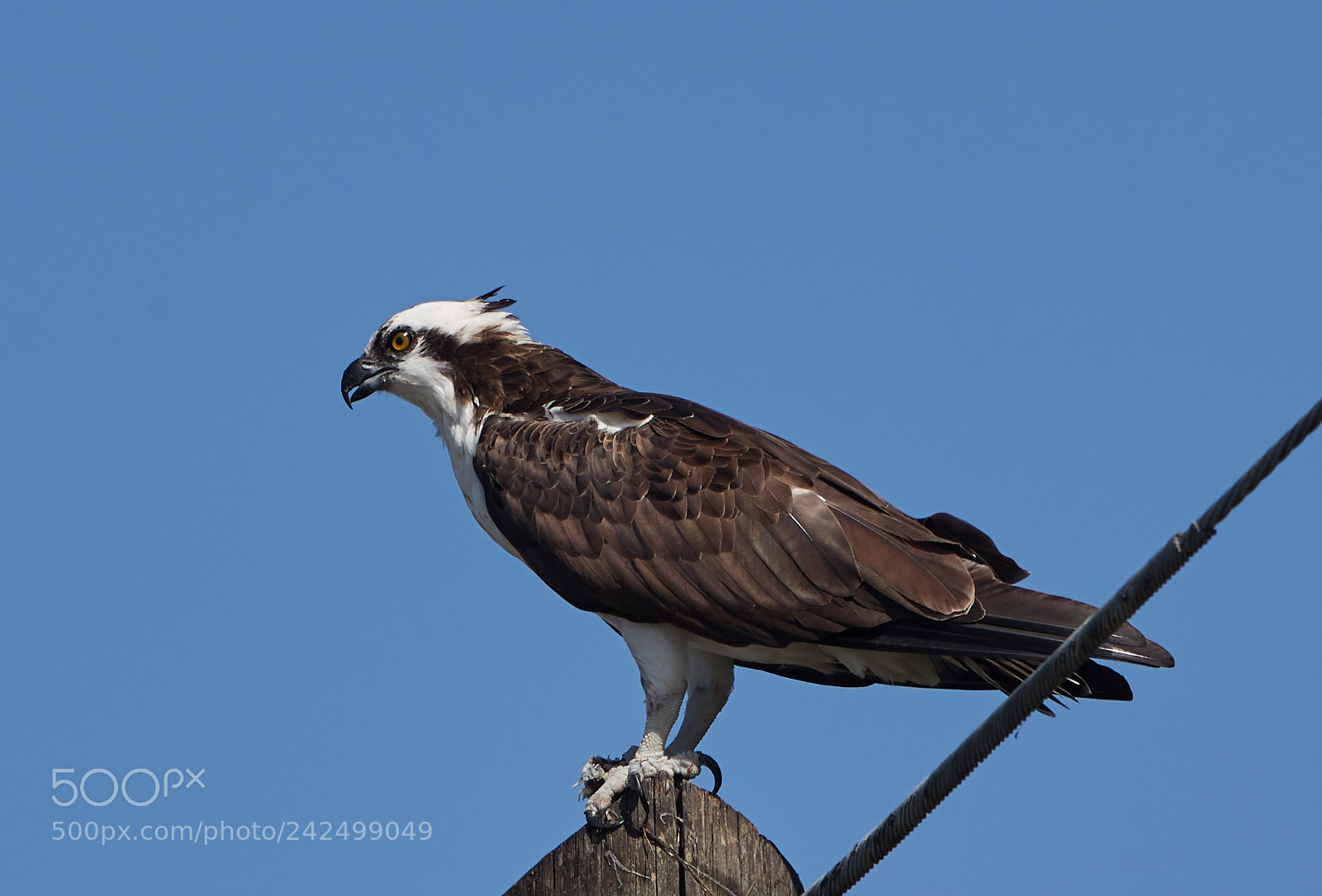 Canon EOS-1D X Mark II sample photo. 01-14-18-9365.jpg photography