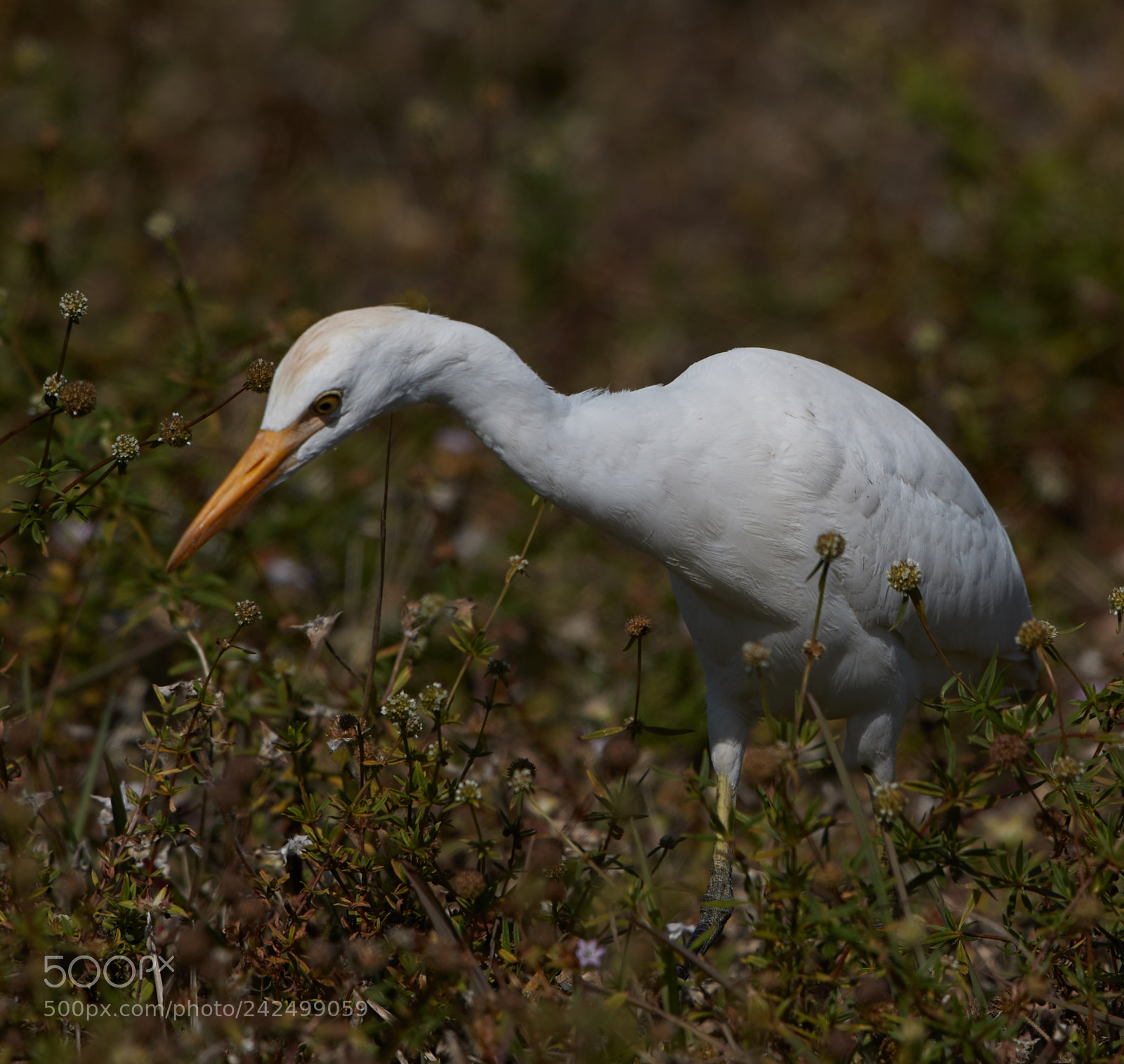 Canon EOS-1D X Mark II sample photo. 01-14-18-9362.jpg photography