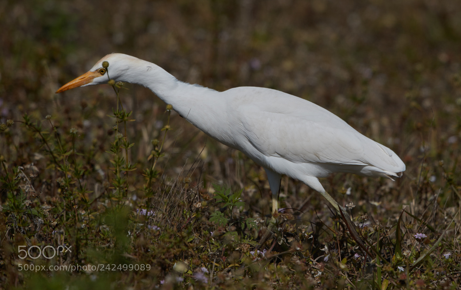 Canon EOS-1D X Mark II sample photo. 01-14-18-9359.jpg photography
