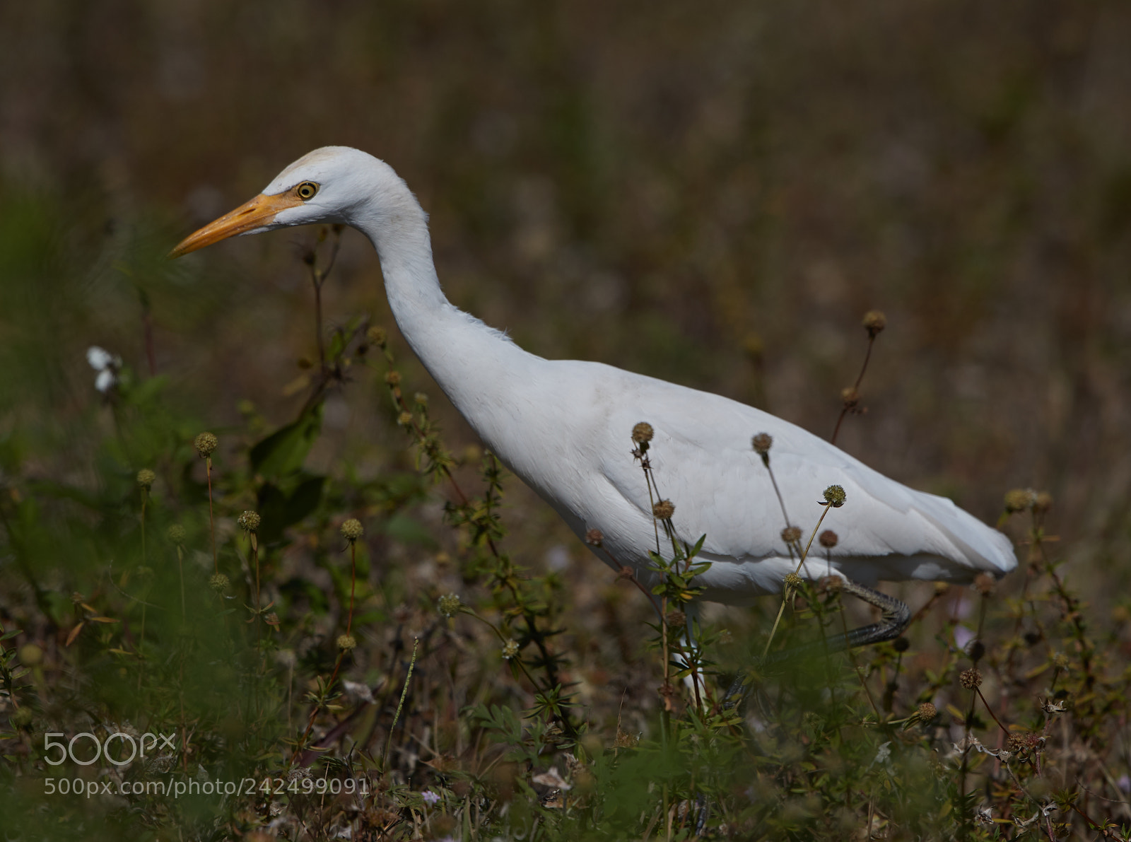Canon EOS-1D X Mark II sample photo. 01-14-18-9356.jpg photography