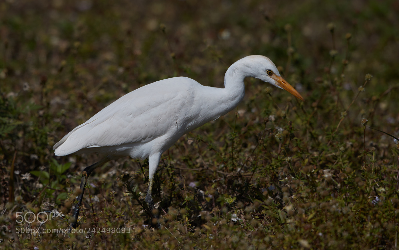 Canon EOS-1D X Mark II sample photo. 01-14-18-9355.jpg photography
