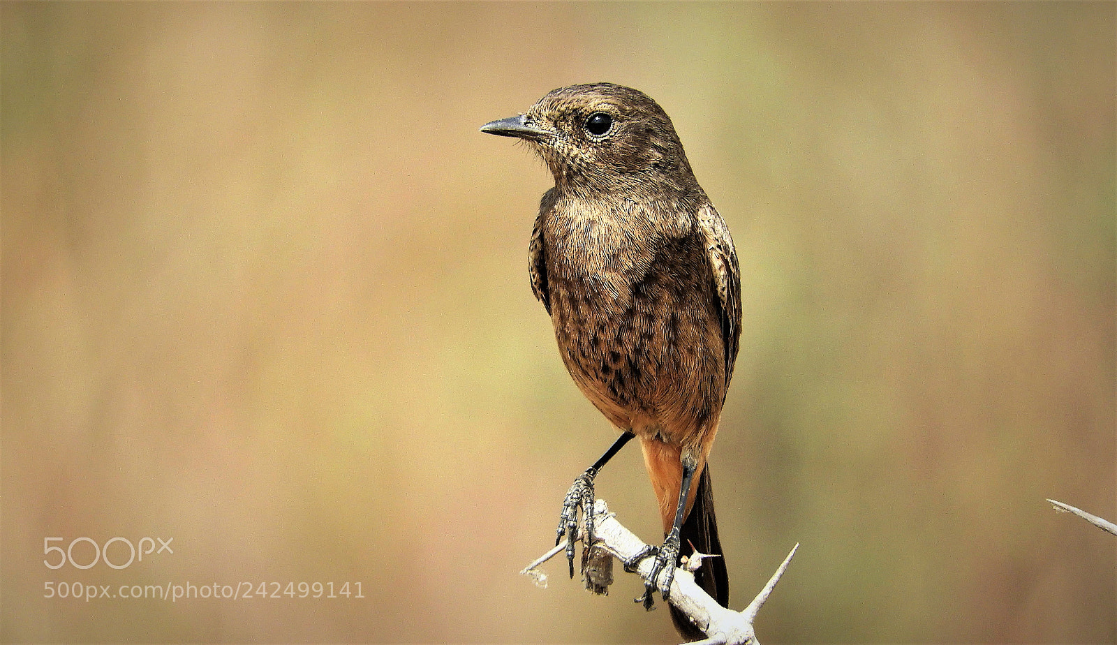Nikon Coolpix B700 sample photo. Pied bushchat photography