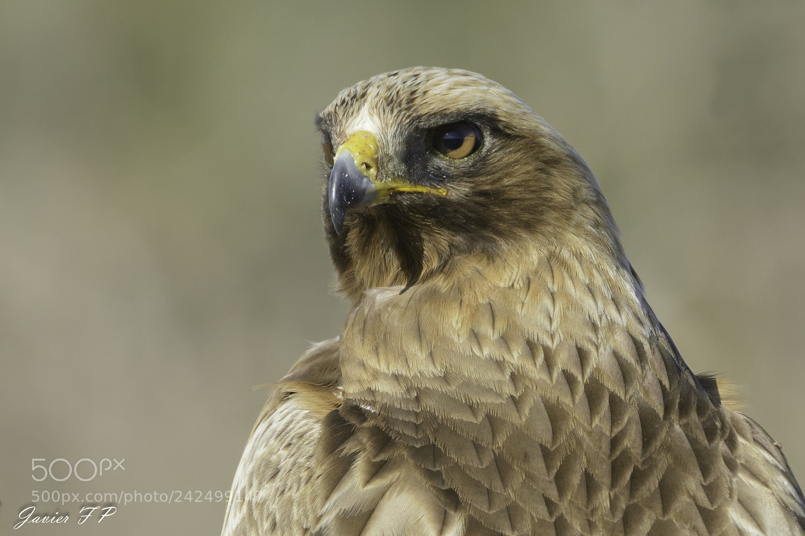 Nikon D7100 sample photo. Águila calzada (aquila pennata) photography