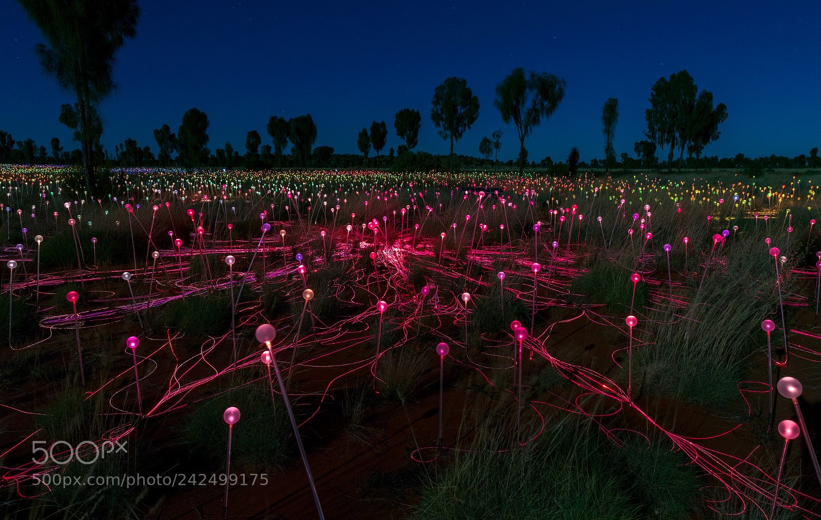 Canon EOS-1D X Mark II sample photo. Fields of light, yulara photography