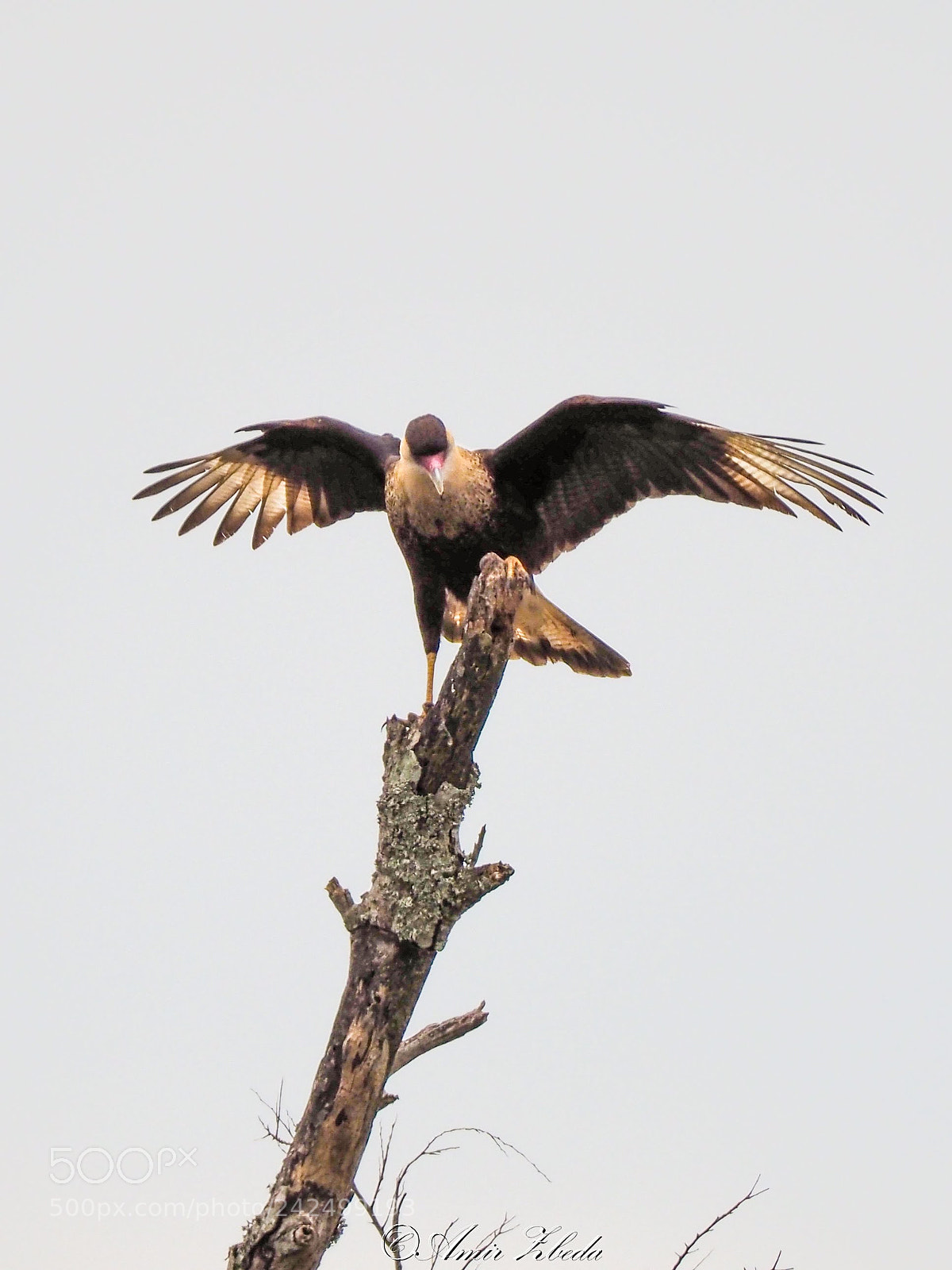 Olympus OM-D E-M1 Mark II sample photo. Crested caracara photography