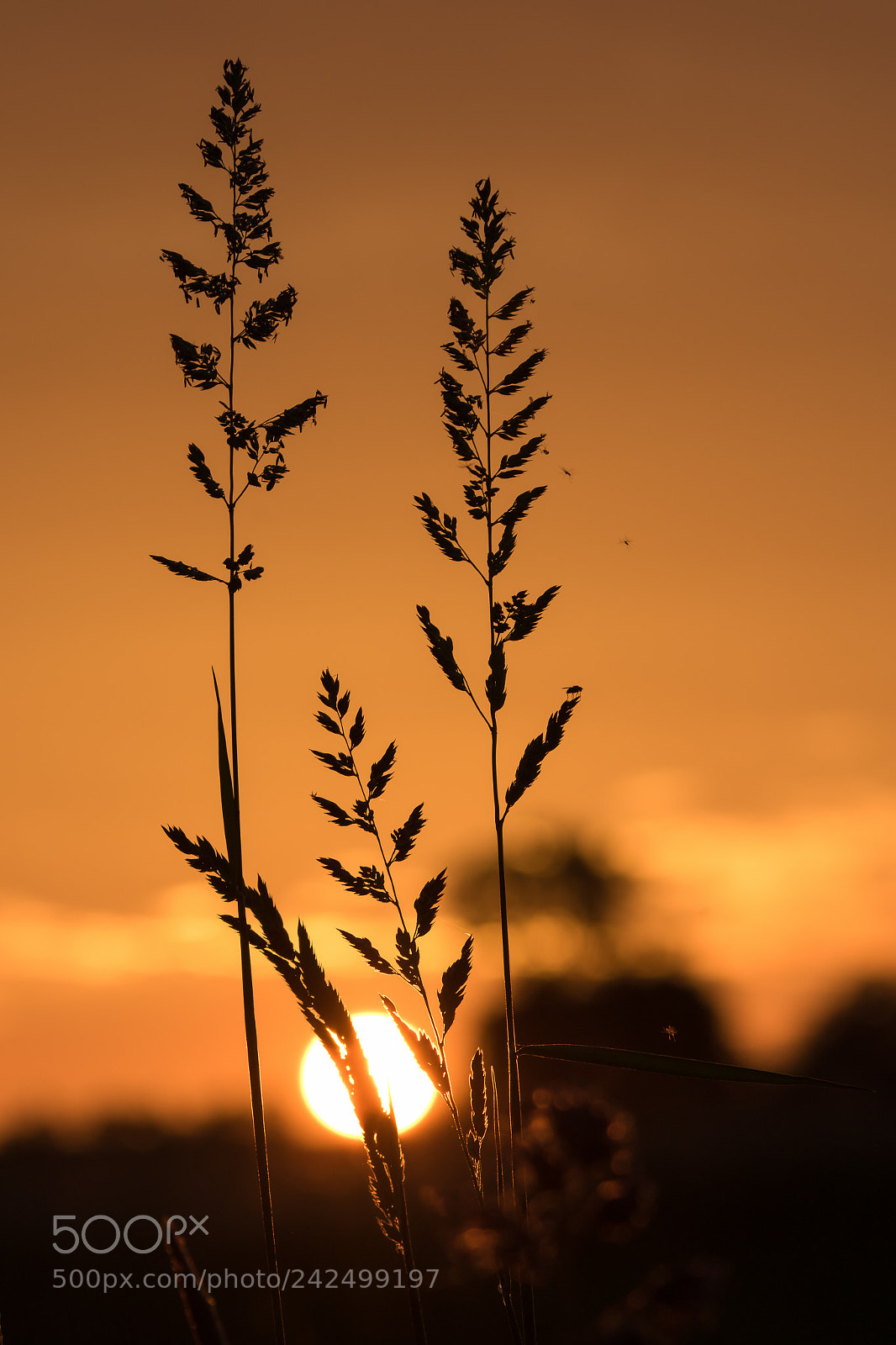 Canon EOS 7D Mark II sample photo. Nature's silhouettes photography