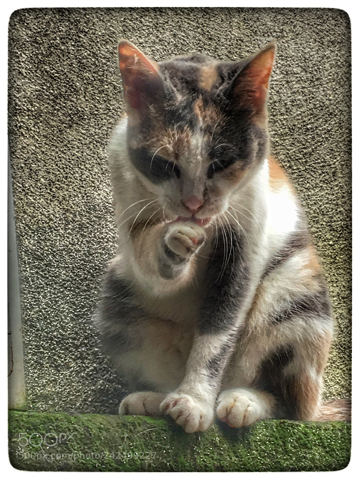 Apple iPhone 6s sample photo. Untitled photography