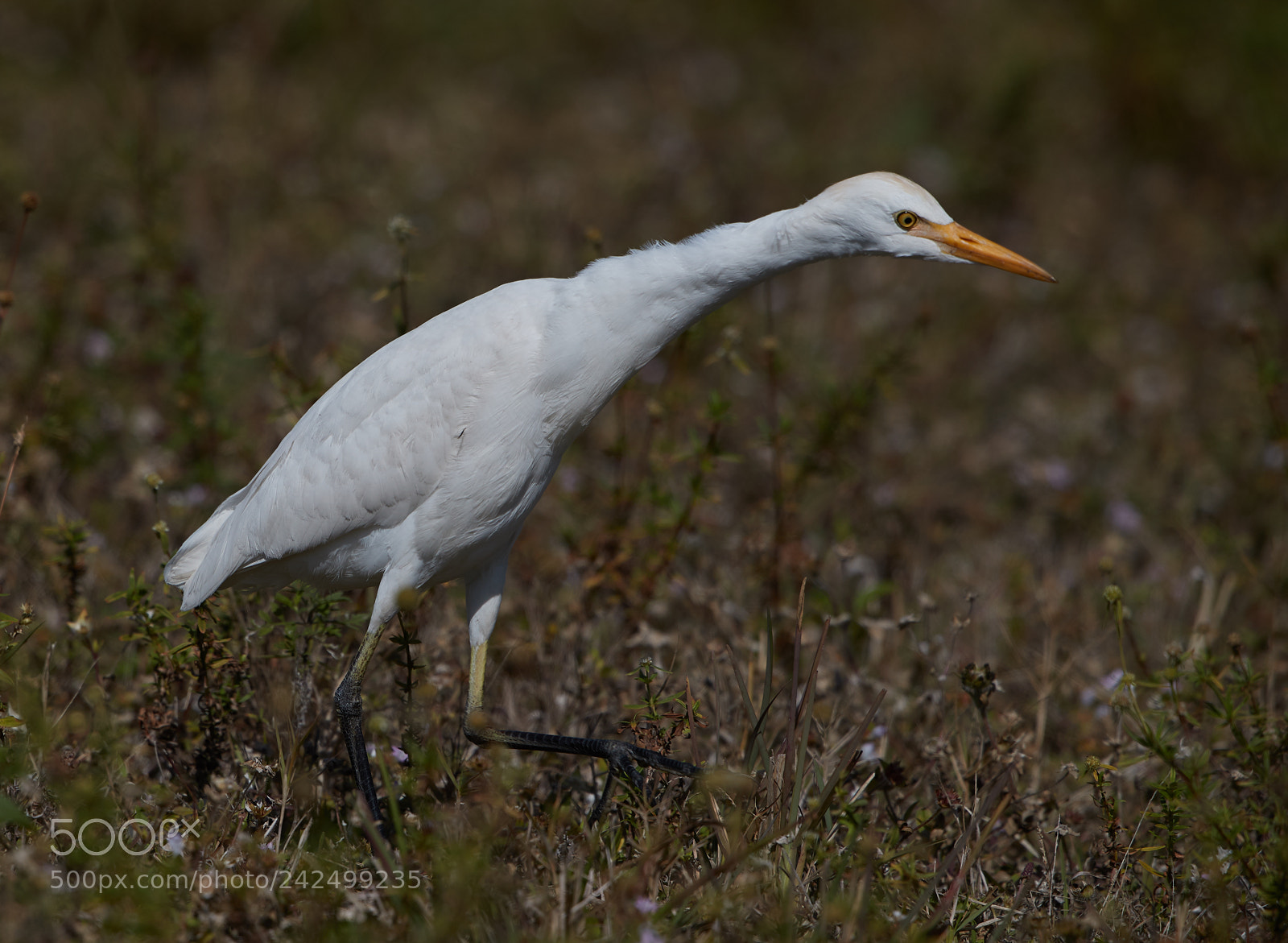 Canon EOS-1D X Mark II sample photo. 01-14-18-9352.jpg photography