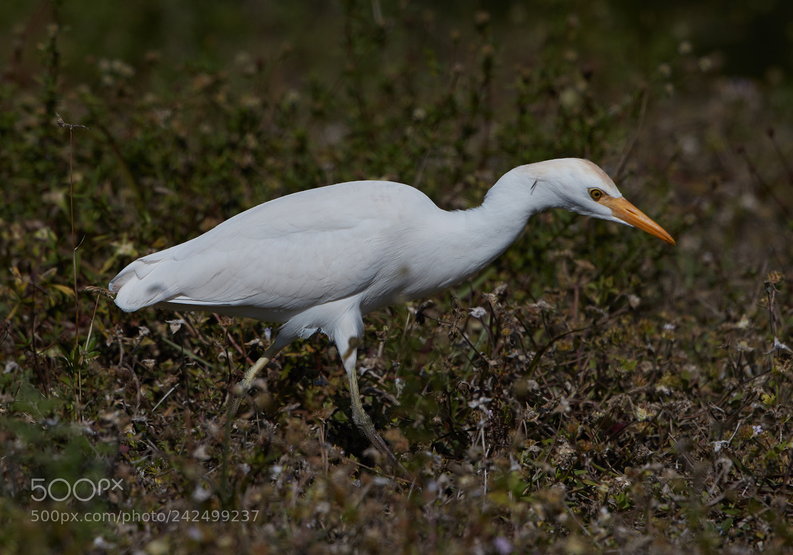 Canon EOS-1D X Mark II sample photo. 01-14-18-9351.jpg photography