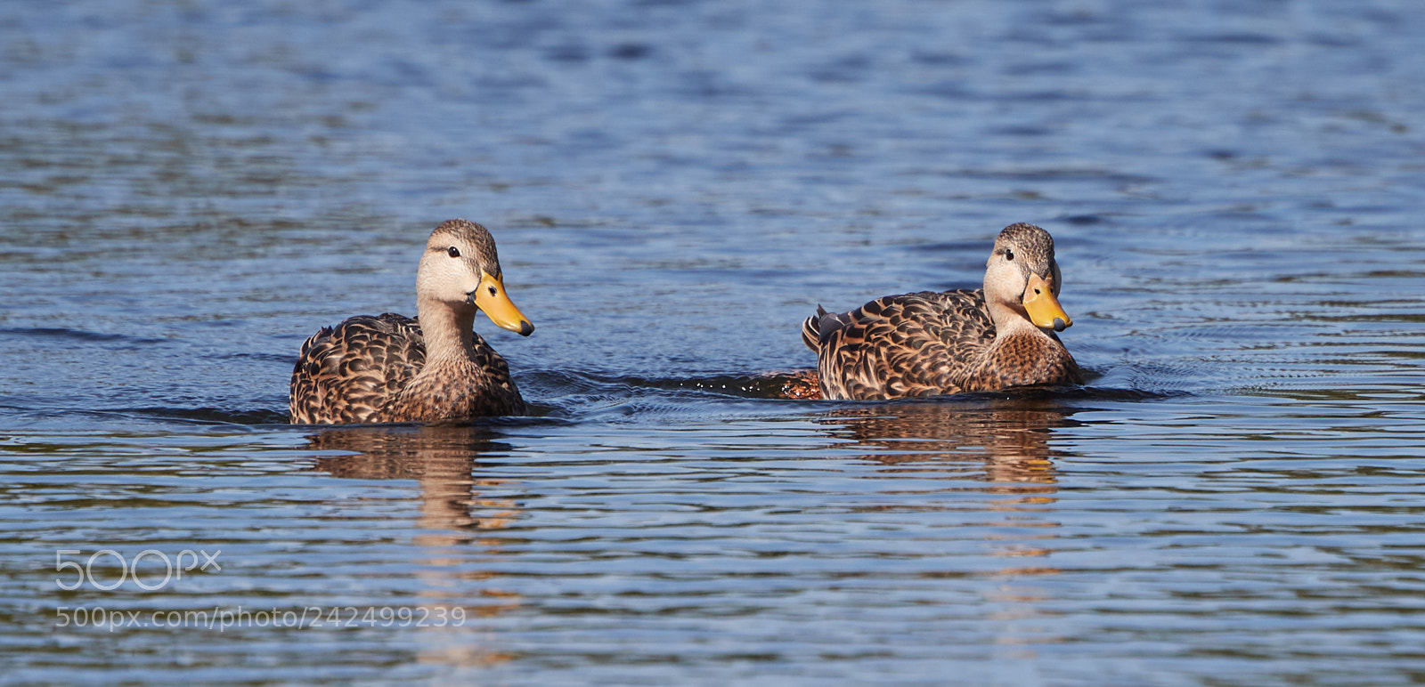 Canon EOS-1D X Mark II sample photo. 01-14-18-9350.jpg photography