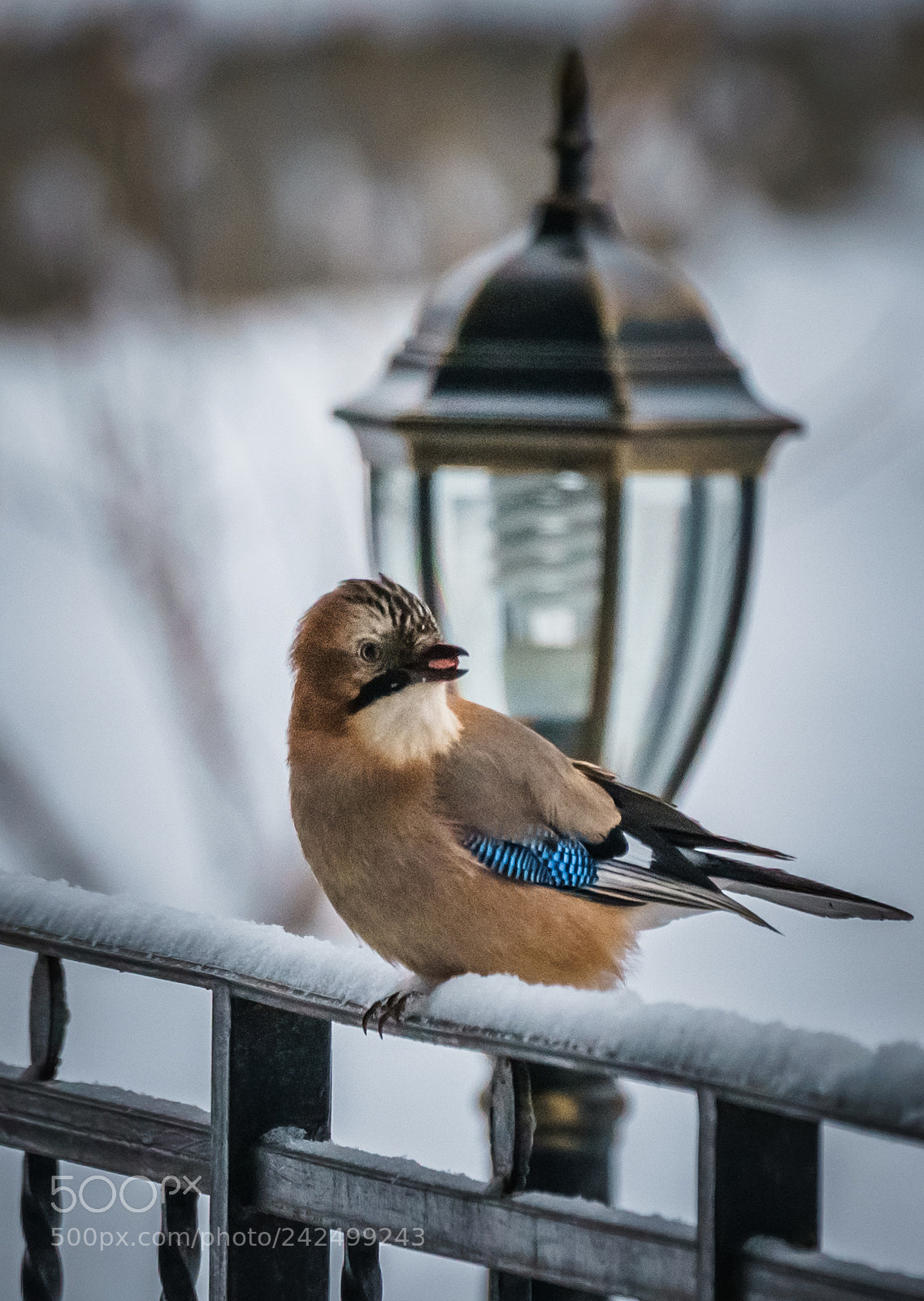 Sony a7R III sample photo. Этюд с сойкой photography