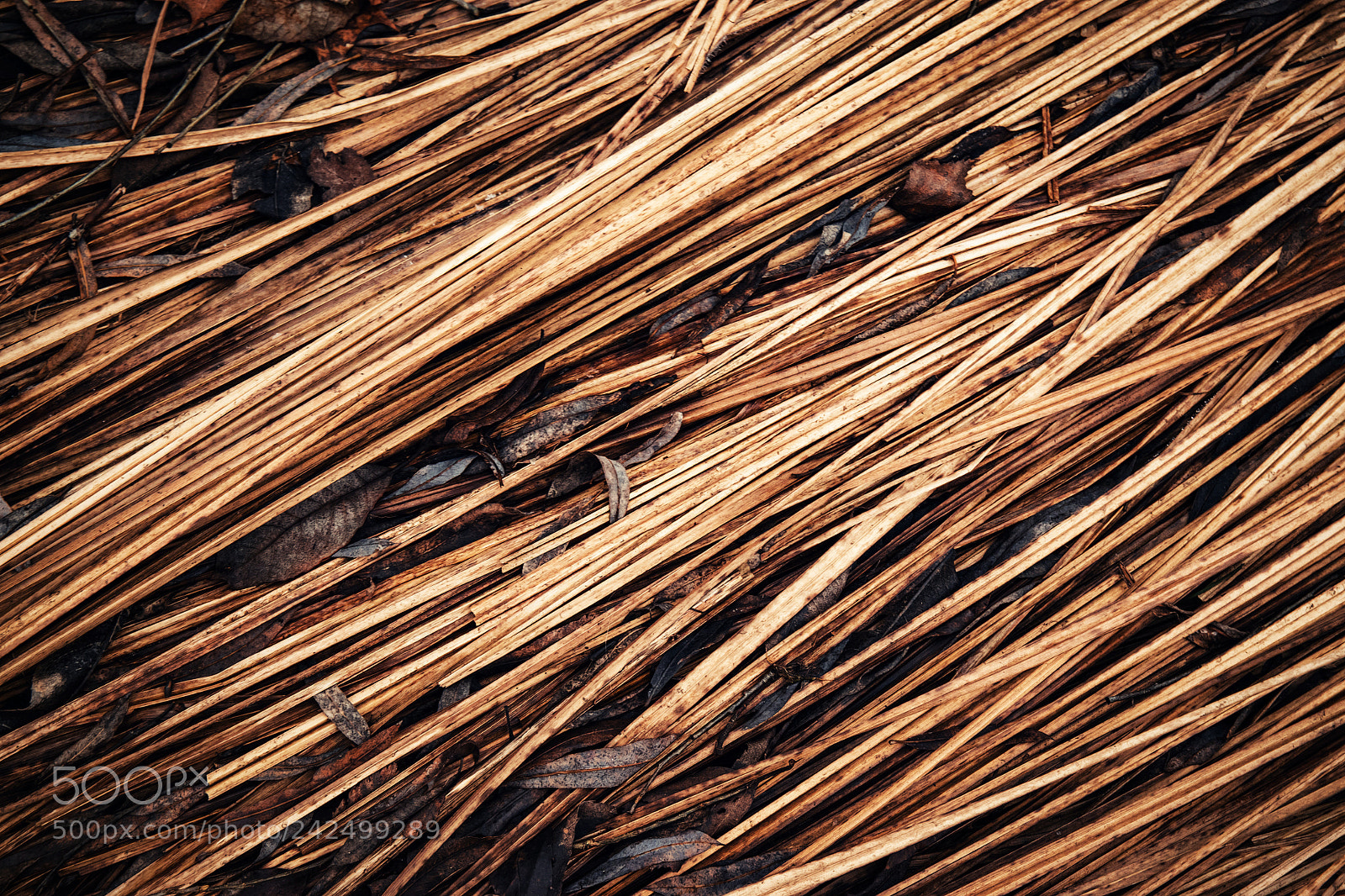 Nikon D5500 sample photo. Diagonally old dry grass photography