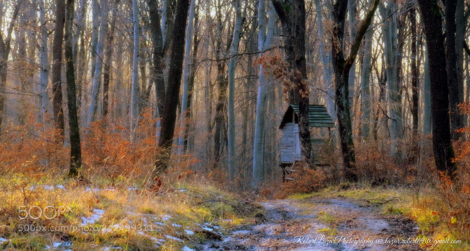 Canon PowerShot SX50 HS sample photo. Winter forest secret photography