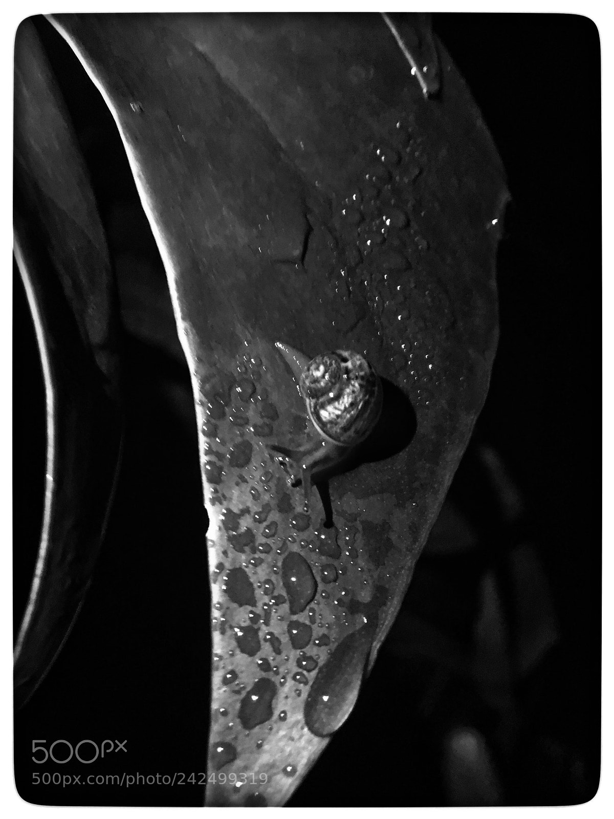Apple iPhone 6s sample photo. Untitled photography