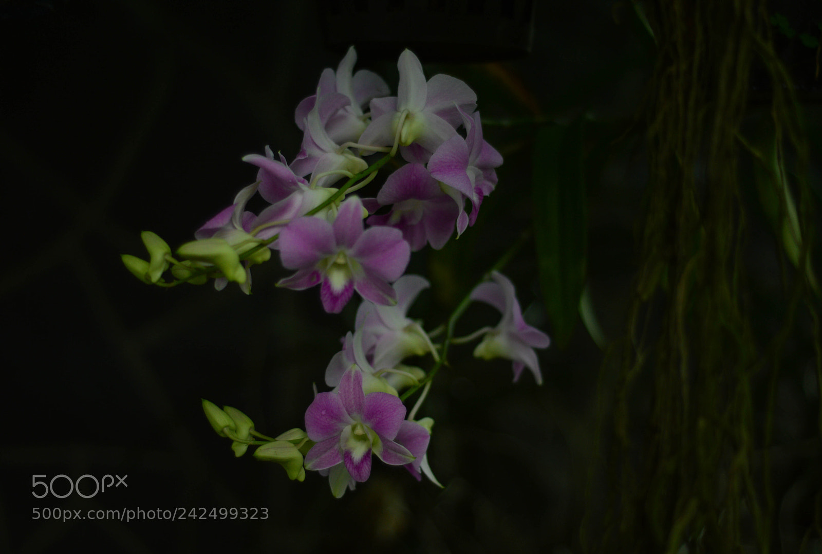 Nikon D3200 sample photo. Orchid photography