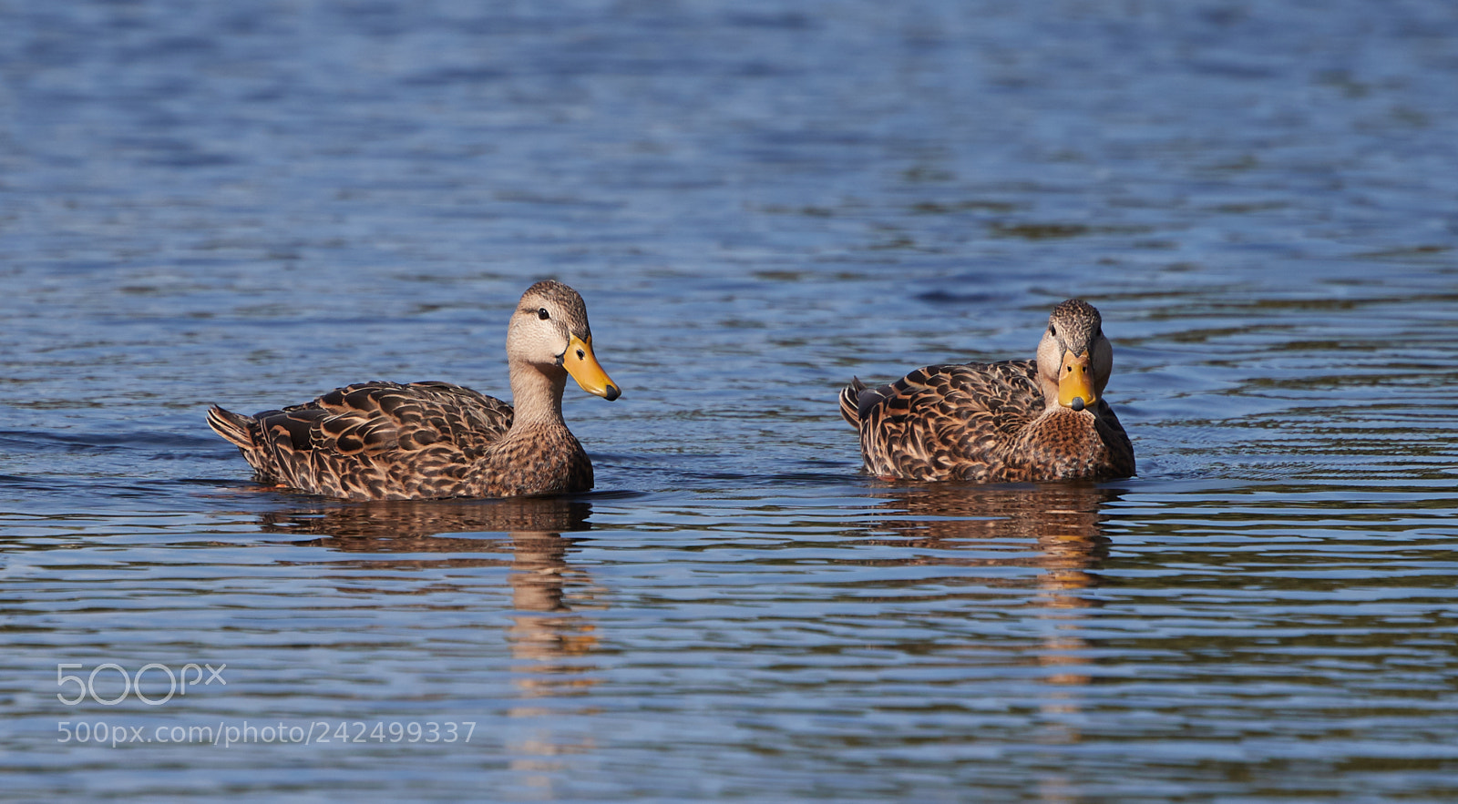 Canon EOS-1D X Mark II sample photo. 01-14-18-9349.jpg photography