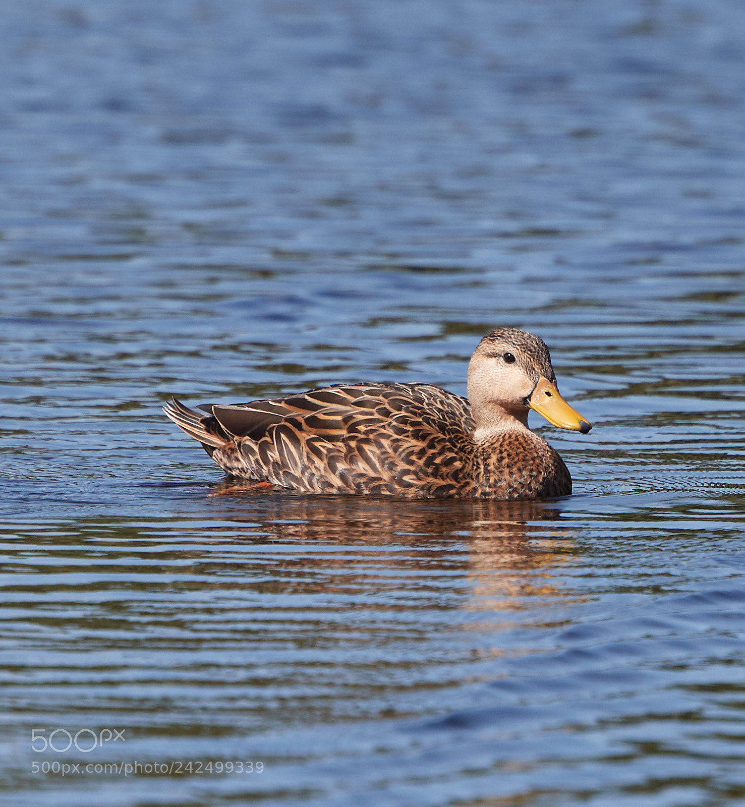 Canon EOS-1D X Mark II sample photo. 01-14-18-9348 1.jpg photography