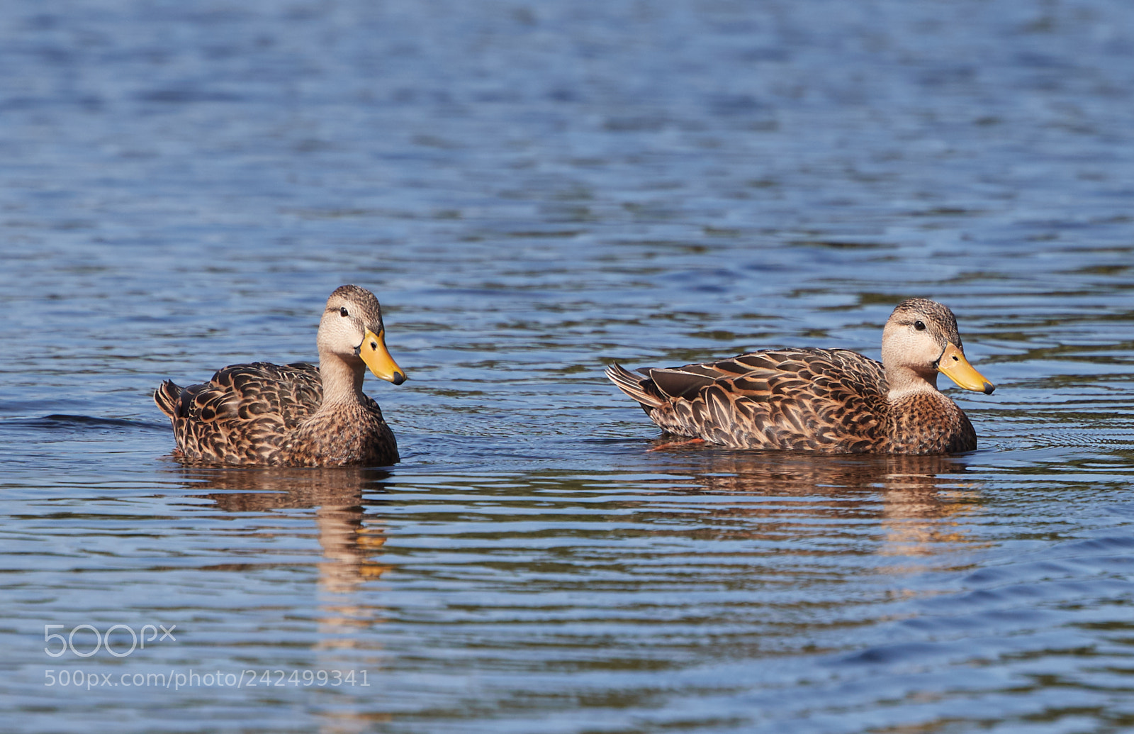 Canon EOS-1D X Mark II sample photo. 01-14-18-9348.jpg photography