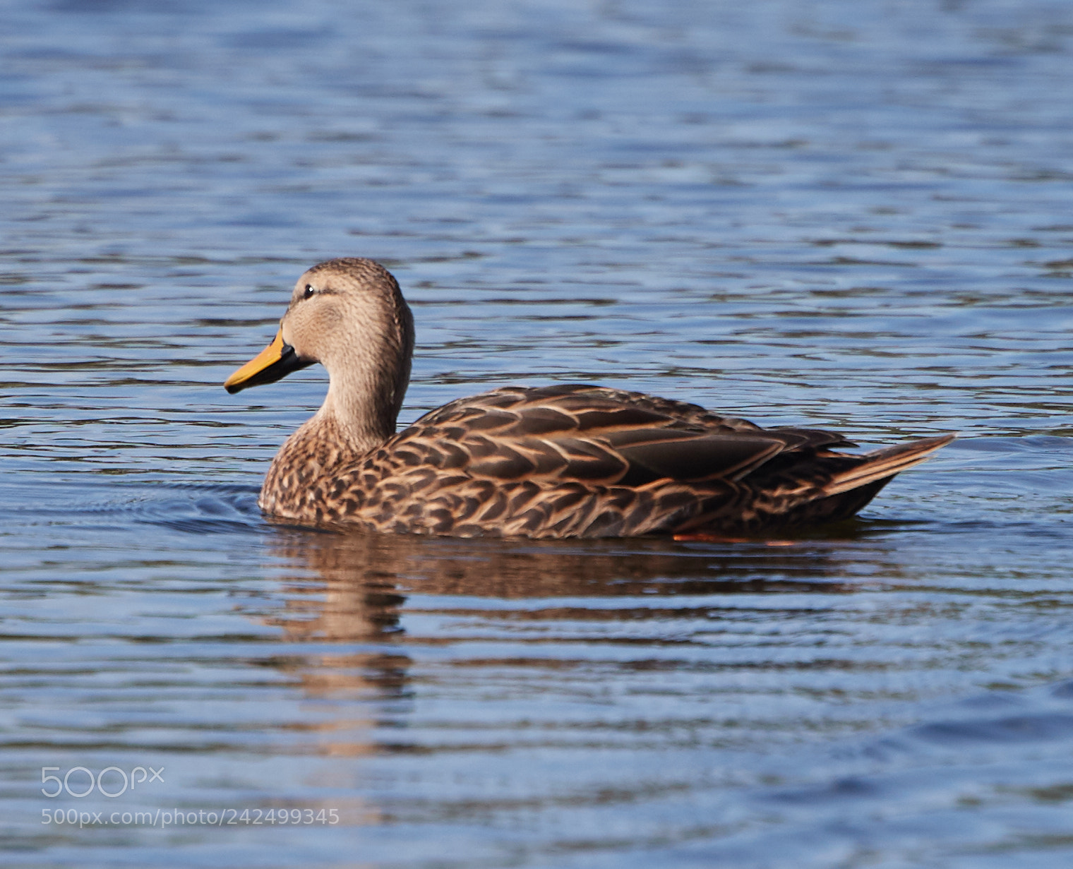 Canon EOS-1D X Mark II sample photo. 01-14-18-9347.jpg photography